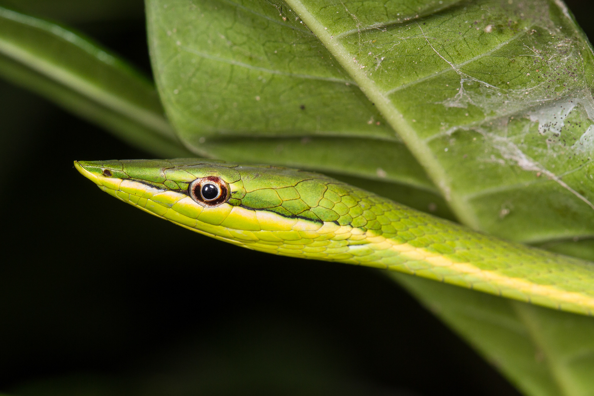 Alberto Lopez Dominican Republic Wildlife