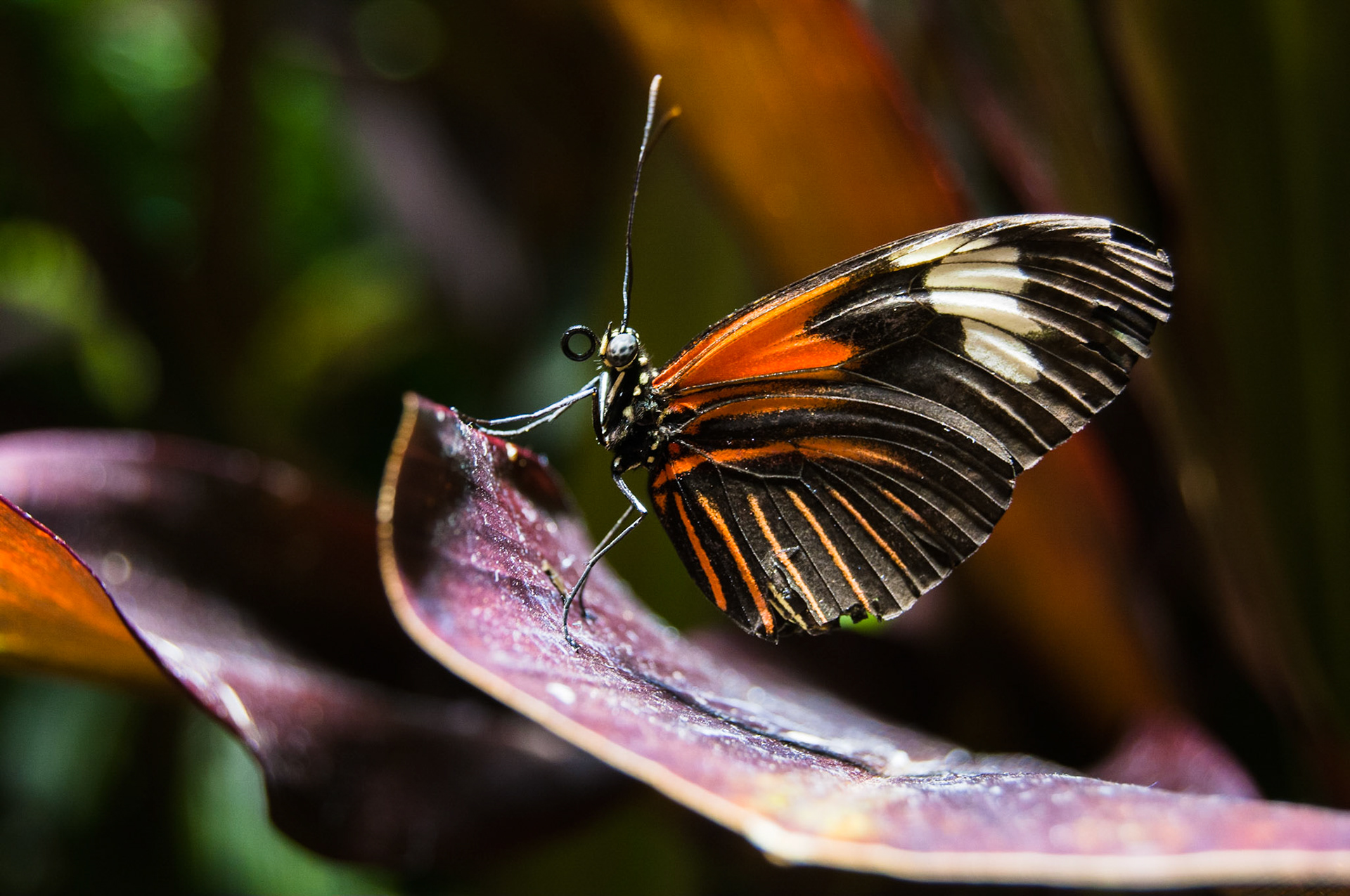 Butterfly On Leaf