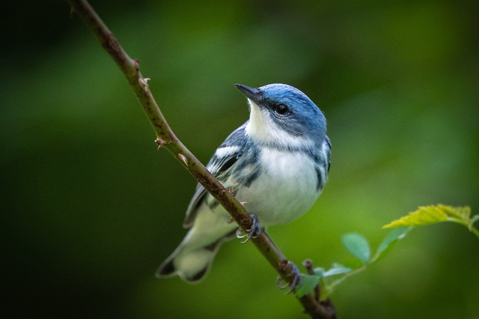 Cerulean Warbler