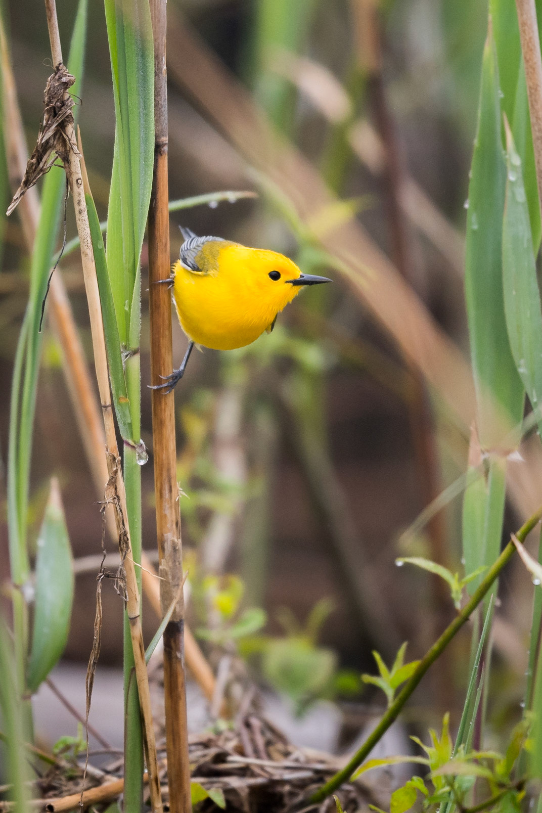 Prothonotary Warbler