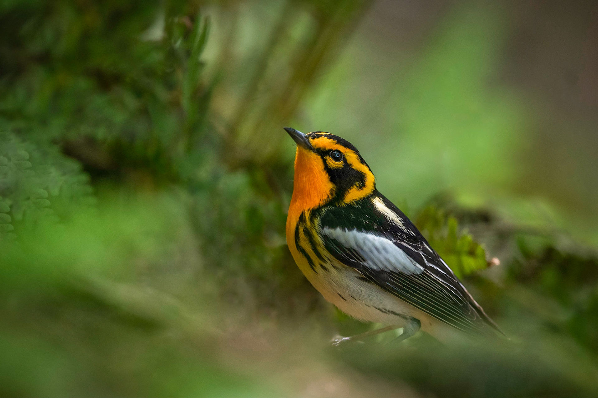 Blackburnian Warbler
