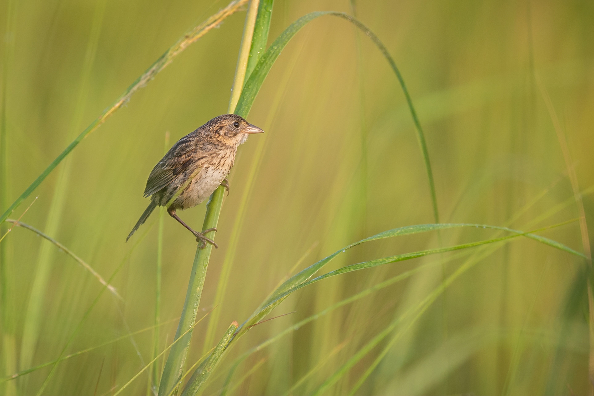 Seaside sparrow