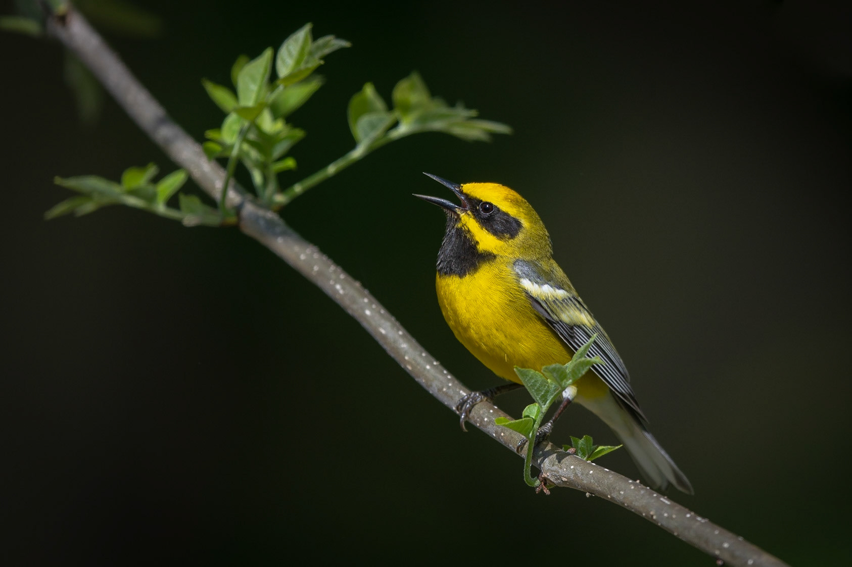 Lawrence's Warbler