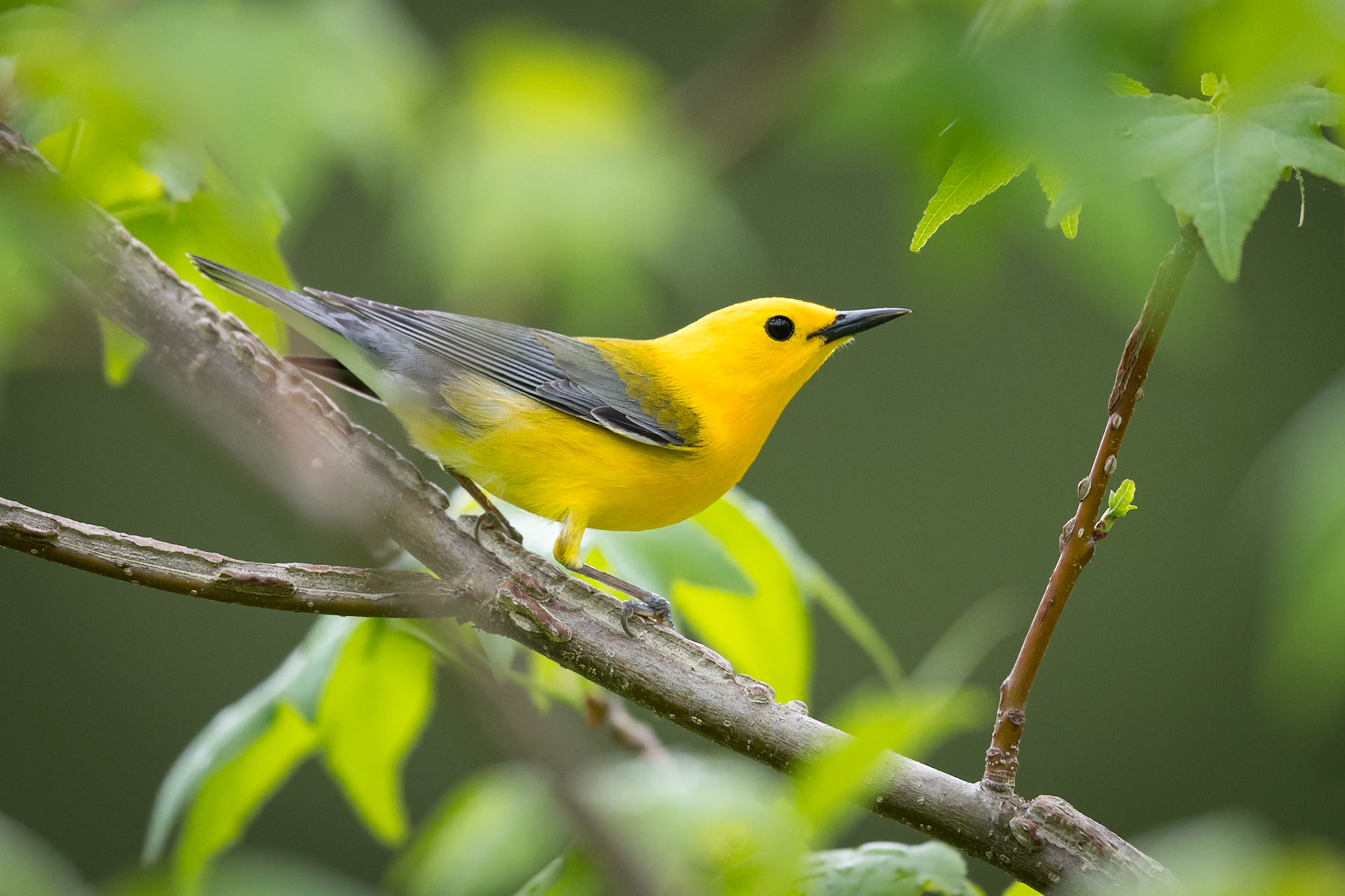 Prothonotary Warbler