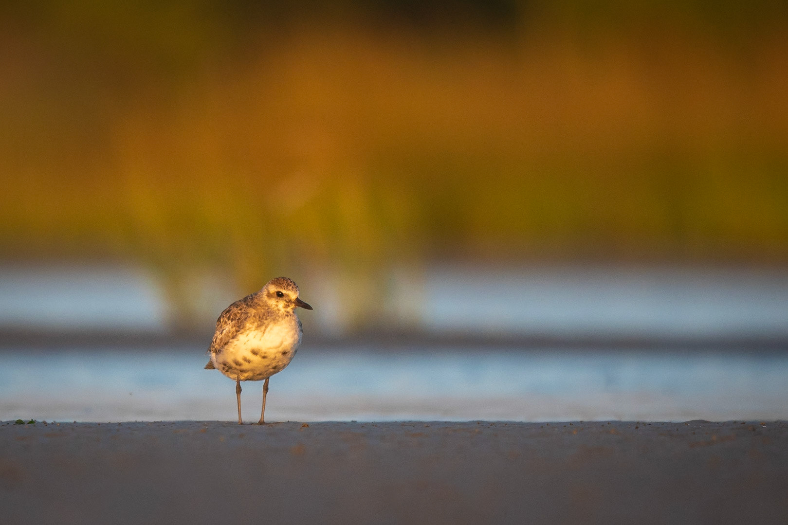 Black Bellied Plover