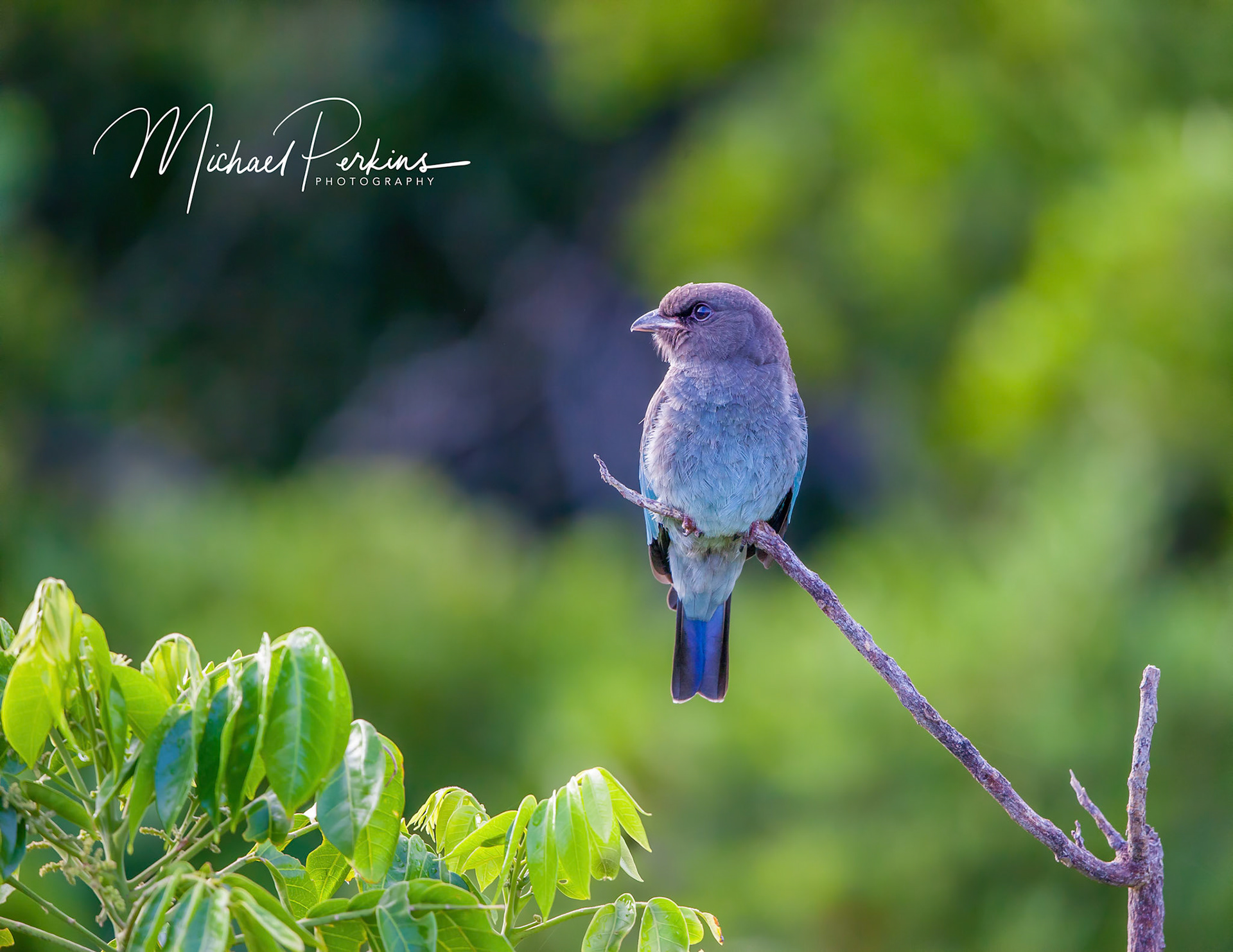 Juvenile Dollarbird