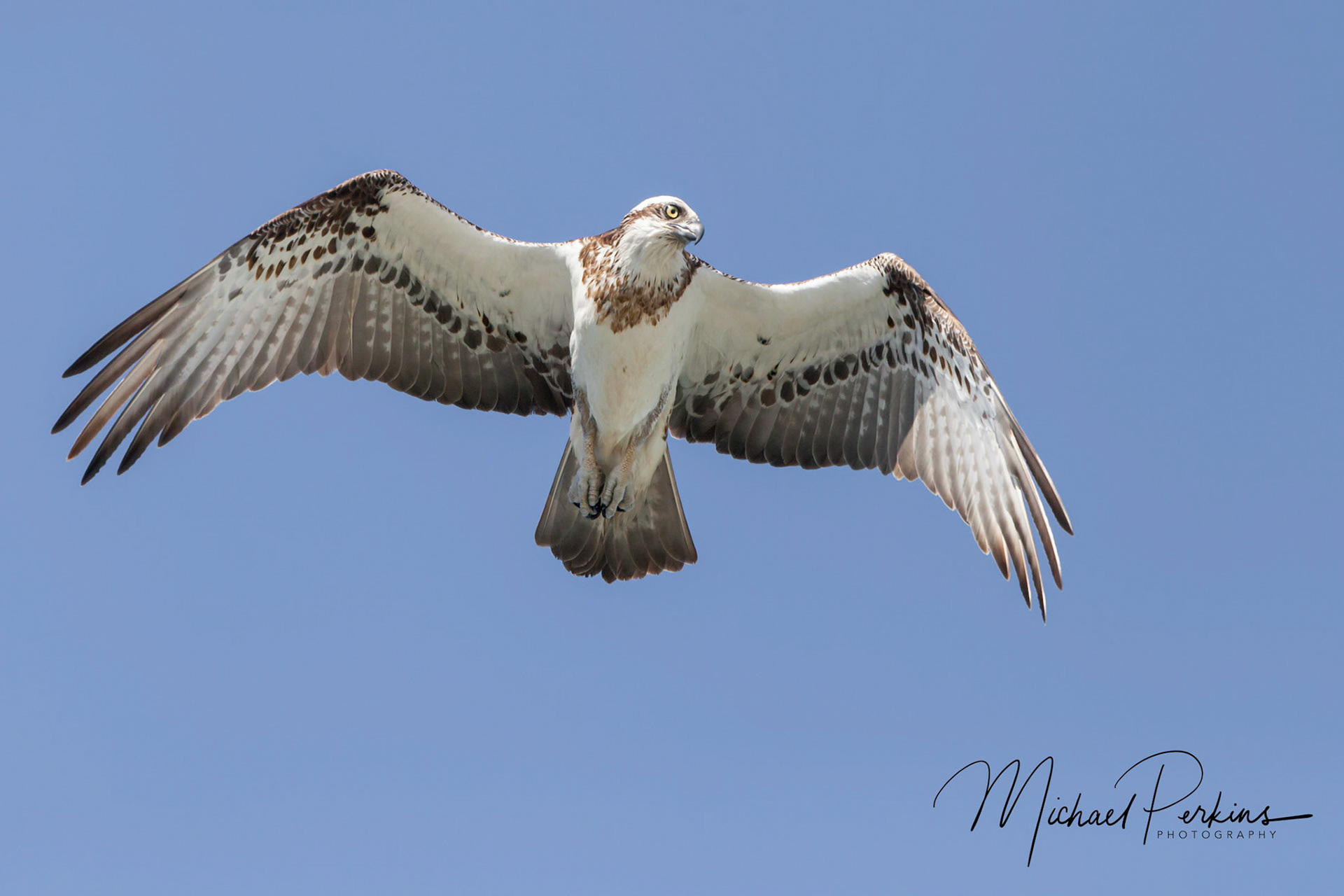 Eastern Osprey