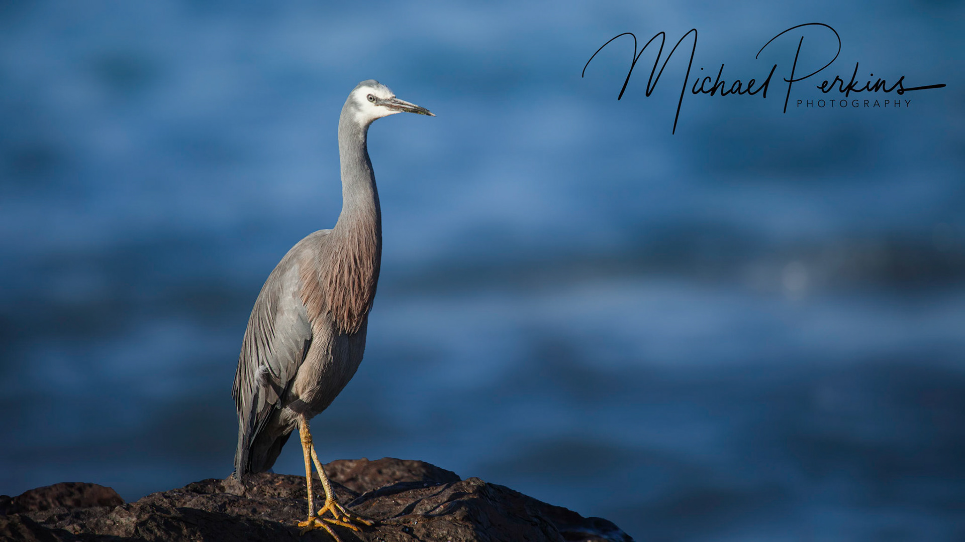 Reef egret