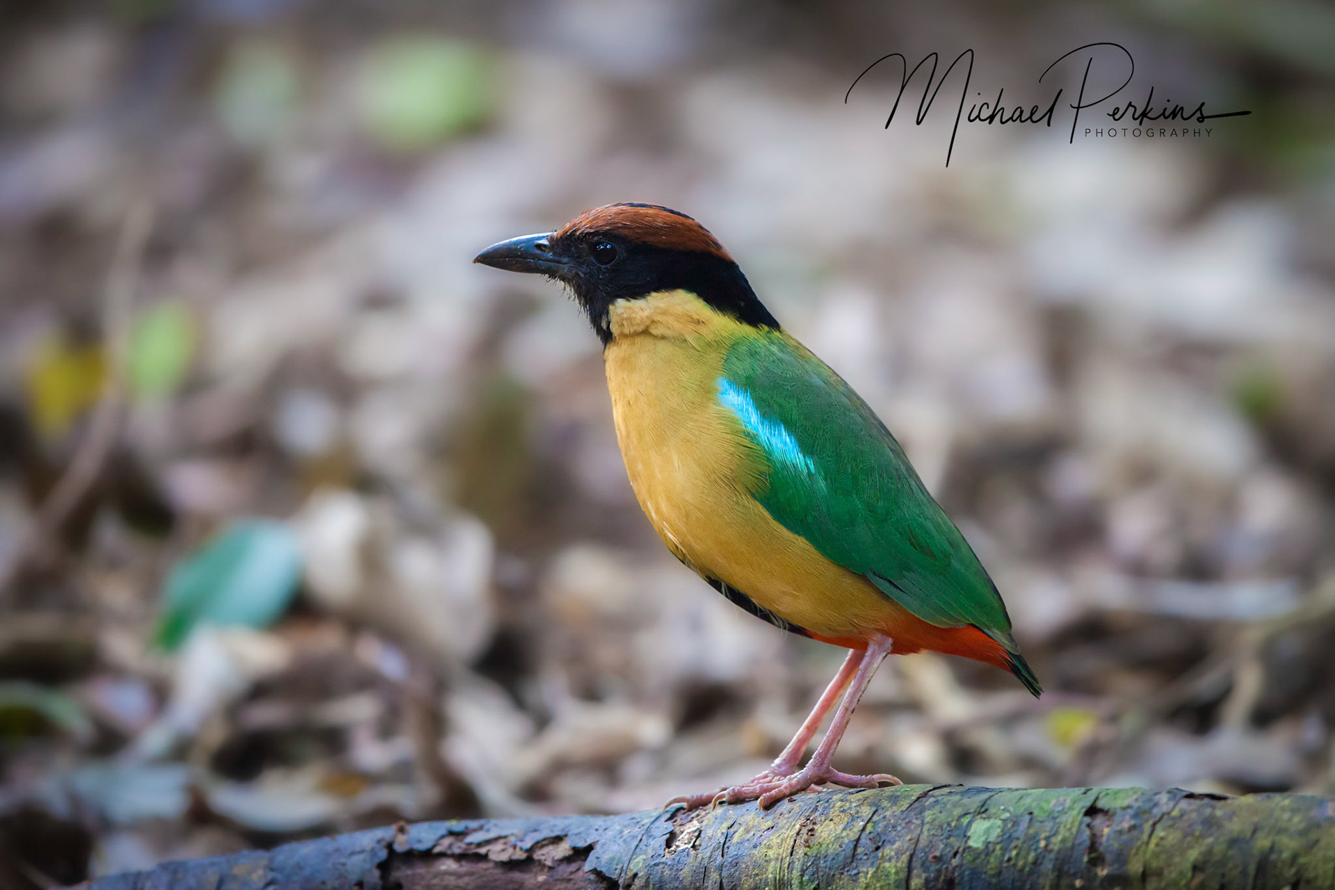 Noisy pitta