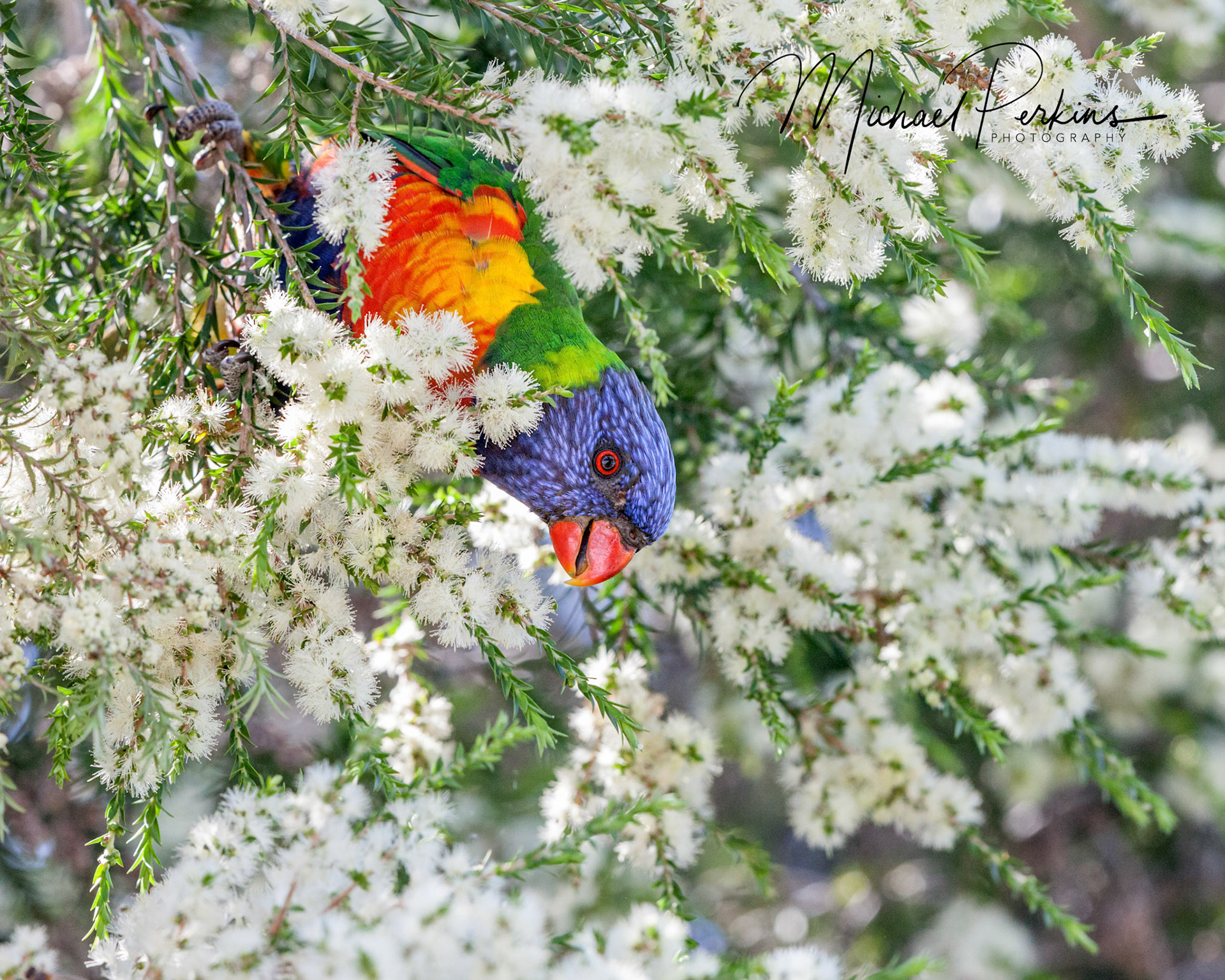Lorikeet