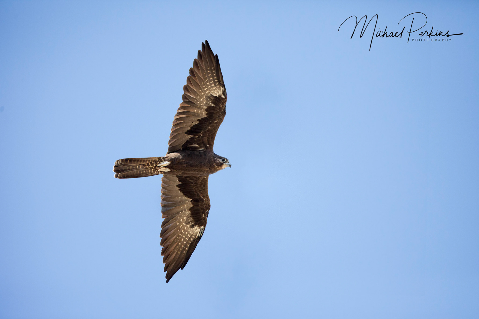 Black falcon