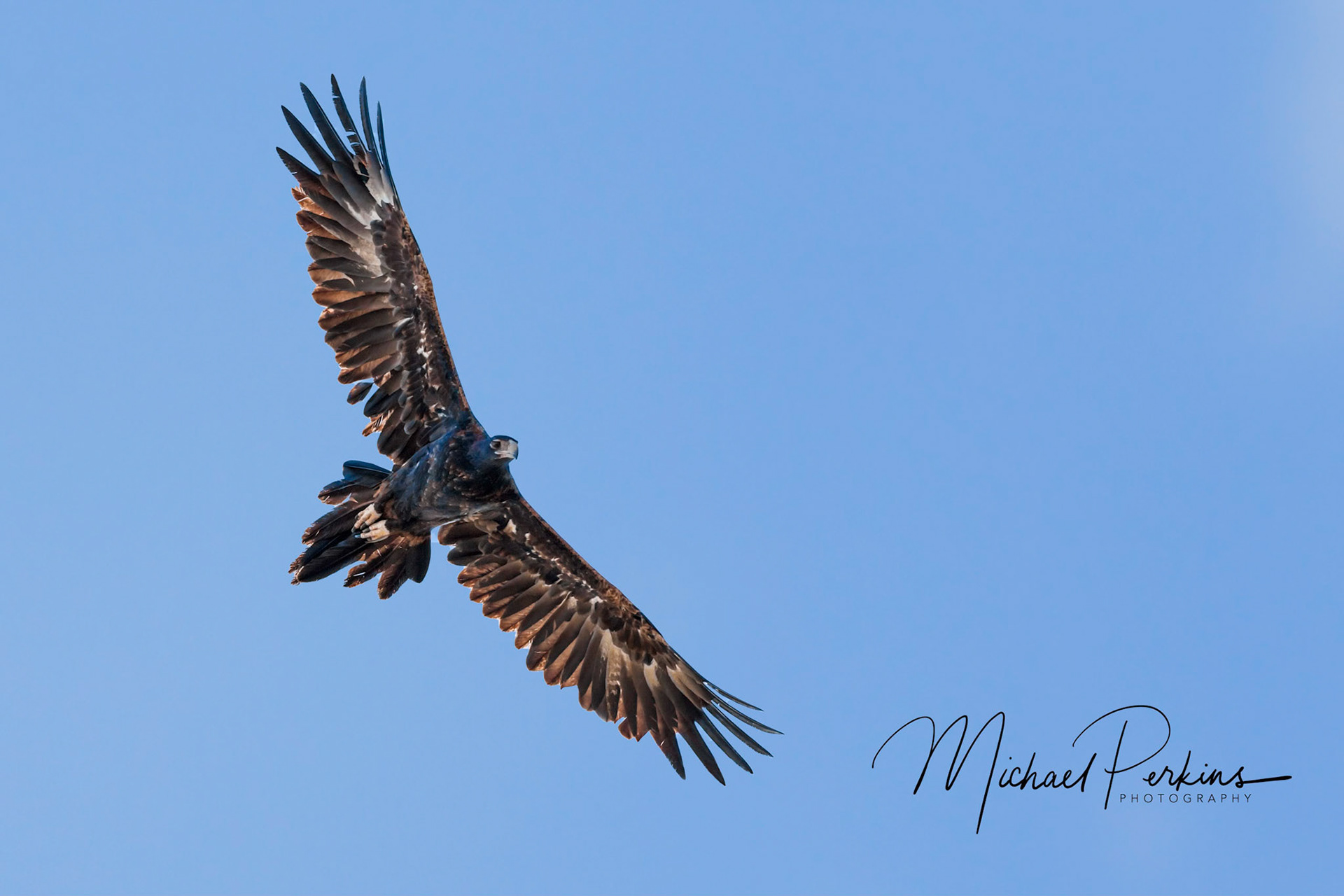 Wedge-tailed eagle