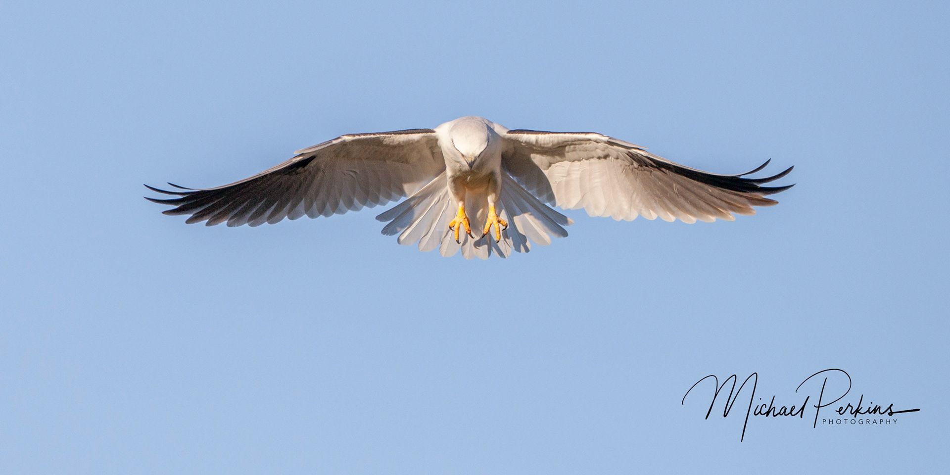 Black-shouldered kite