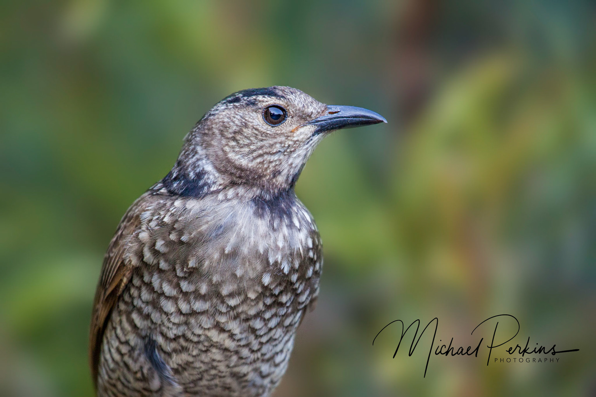 Regent bowerbird