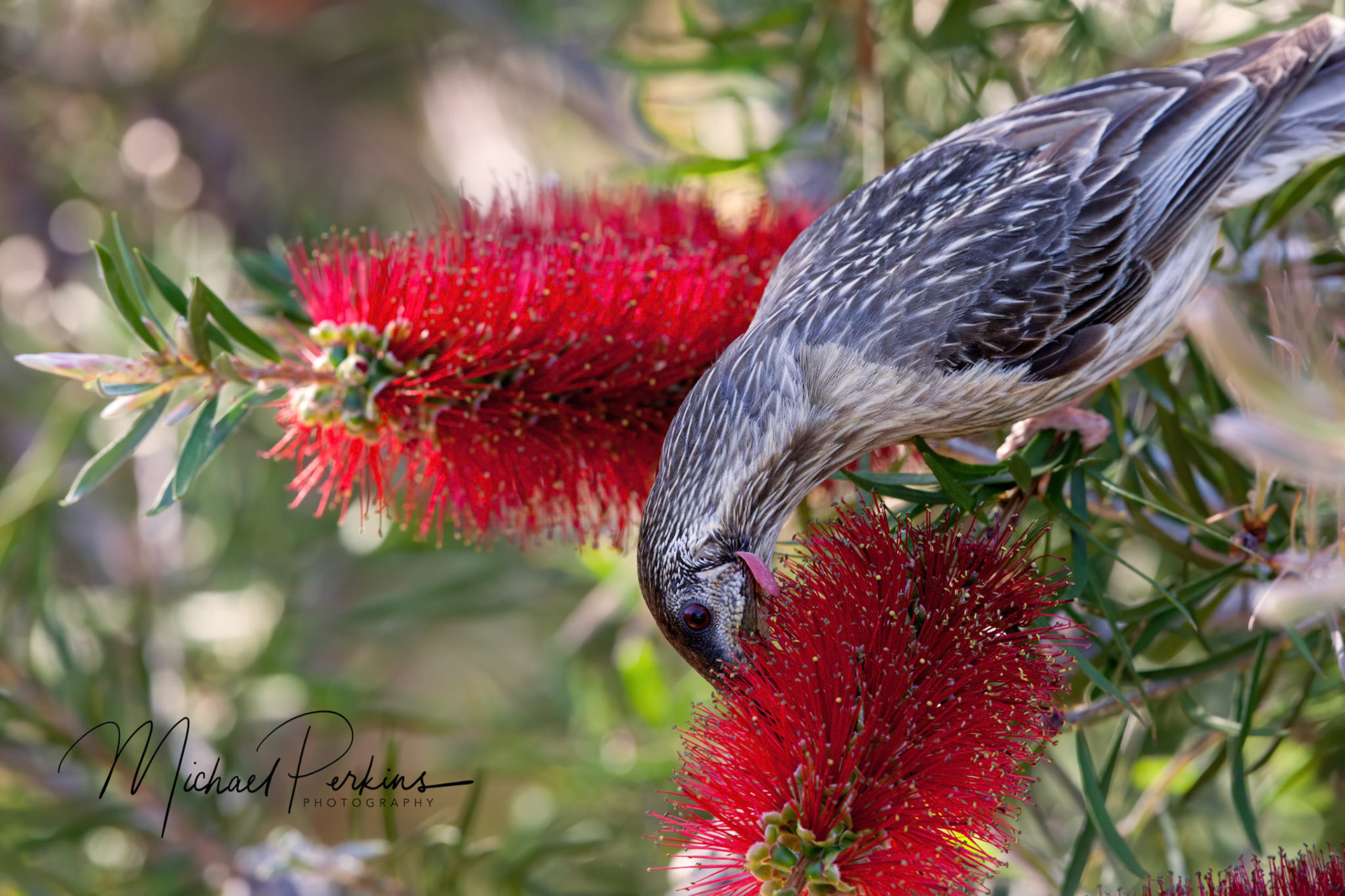 Red wattlebird
