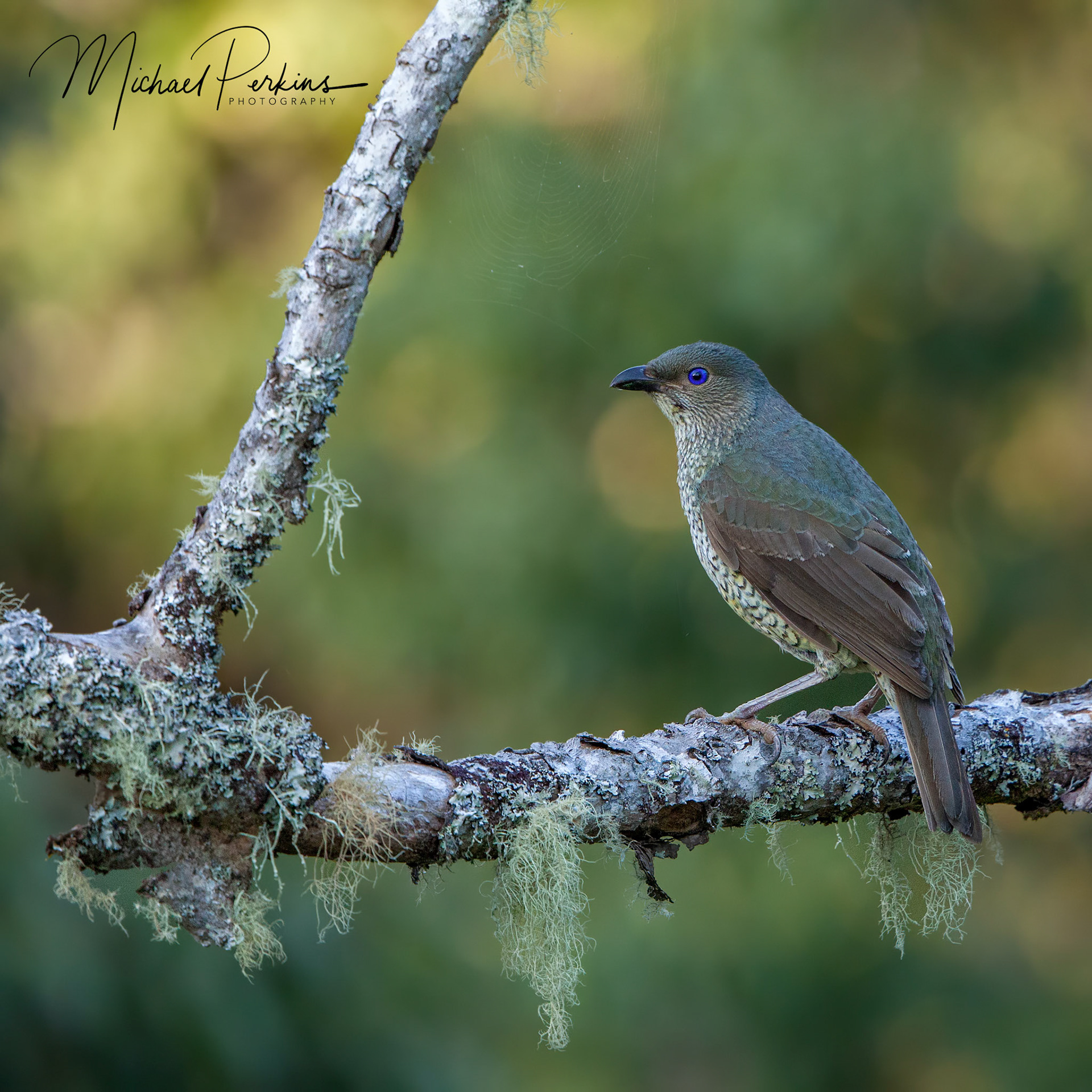 Satin bowerbird