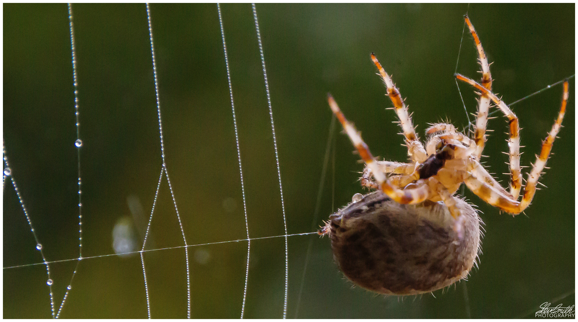 Steve Smith Photography - Spider spinning its web