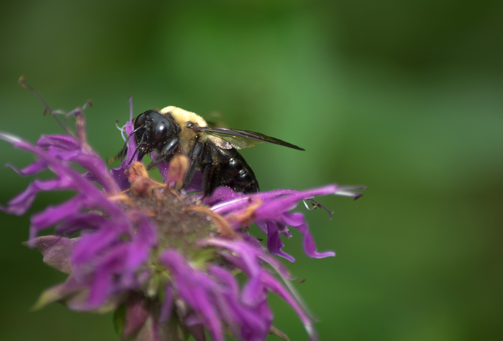 Bumblebee