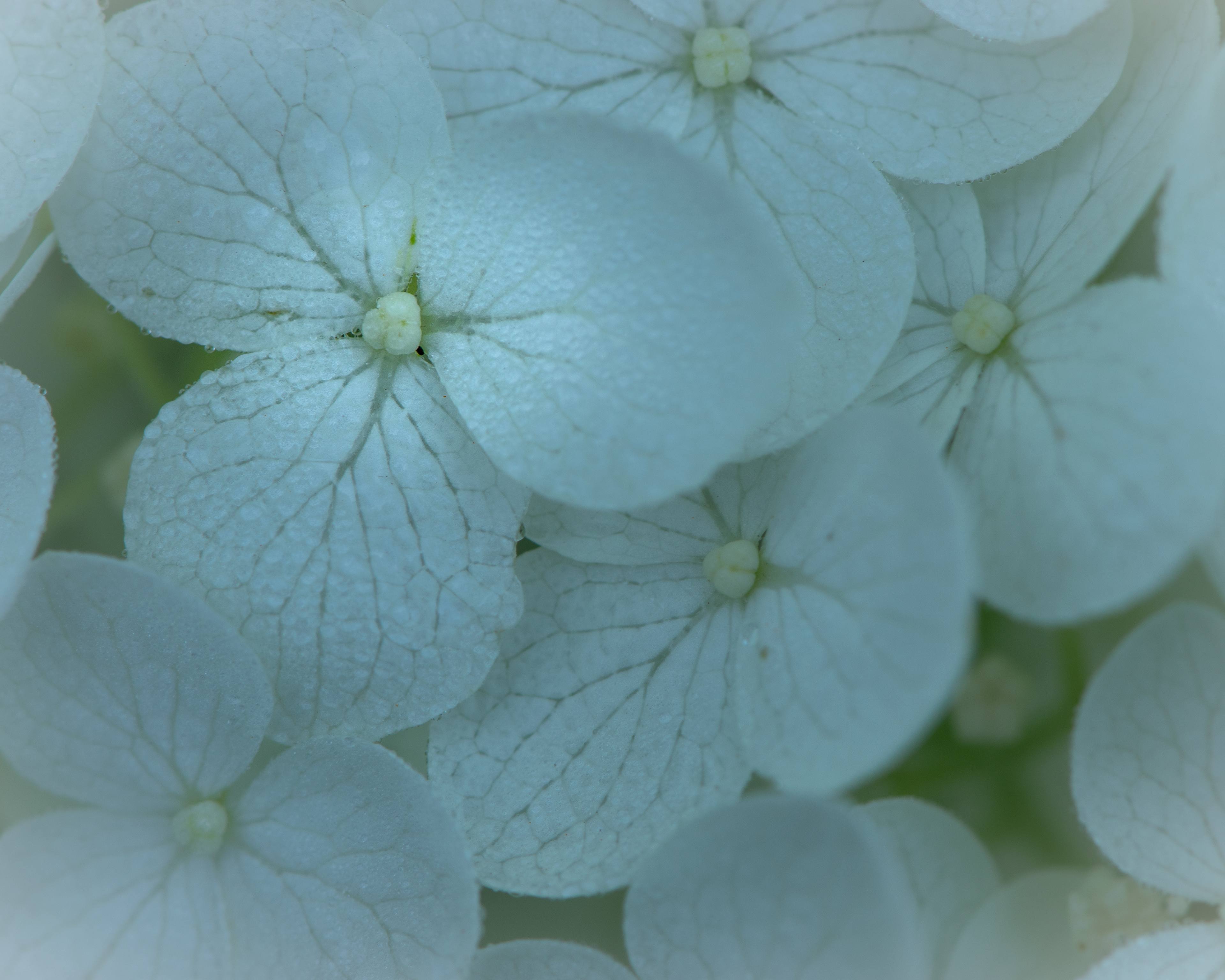 Hydrangea
