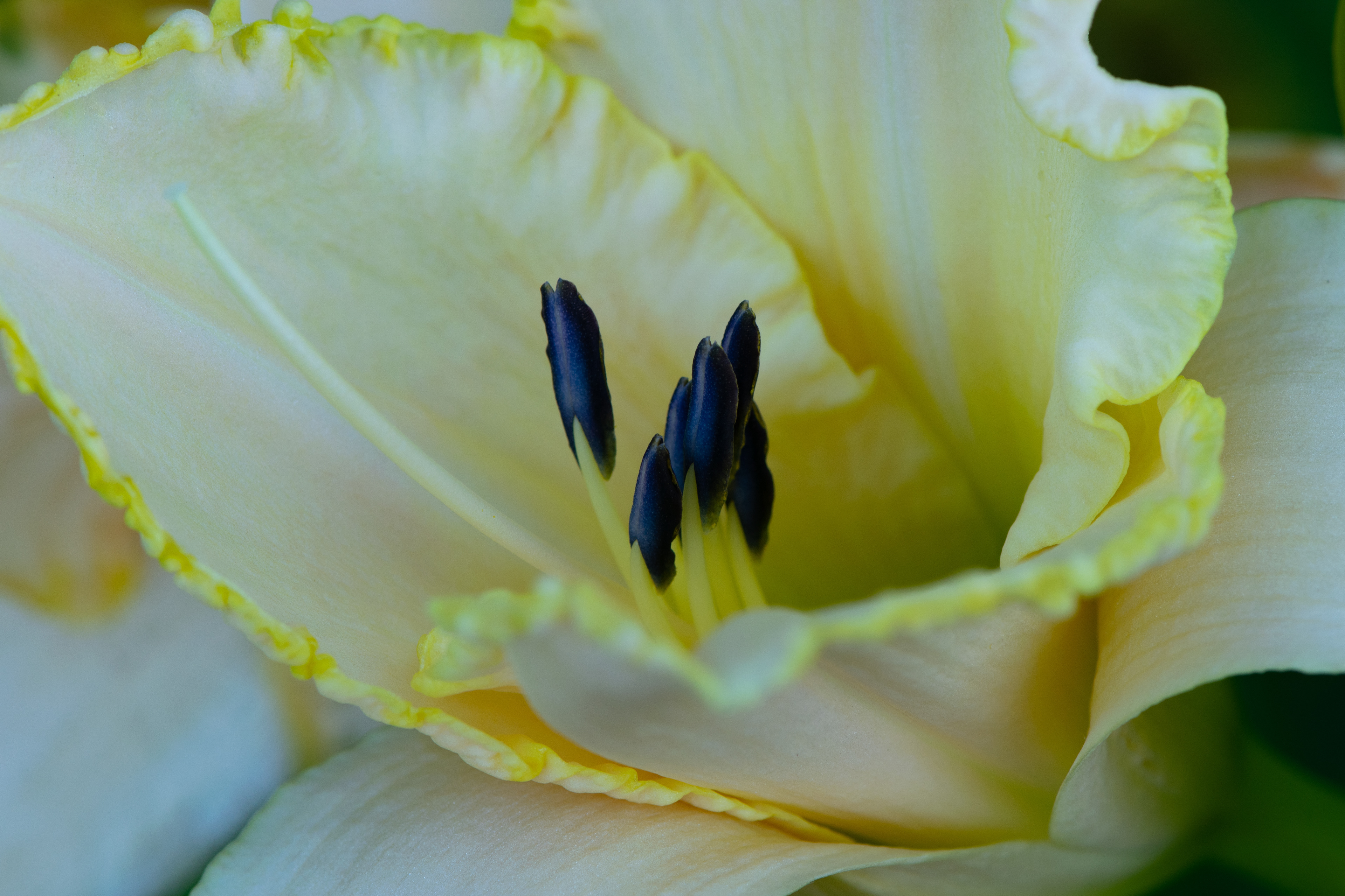 Wedding Band Daylily