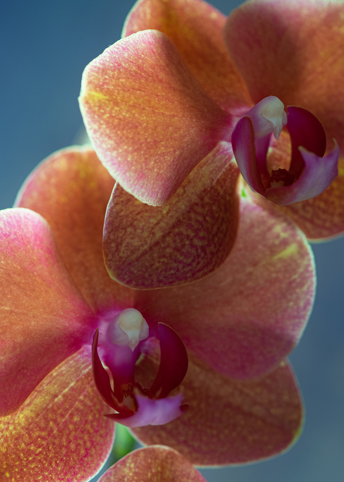 Orchid (Phalaenopsis)