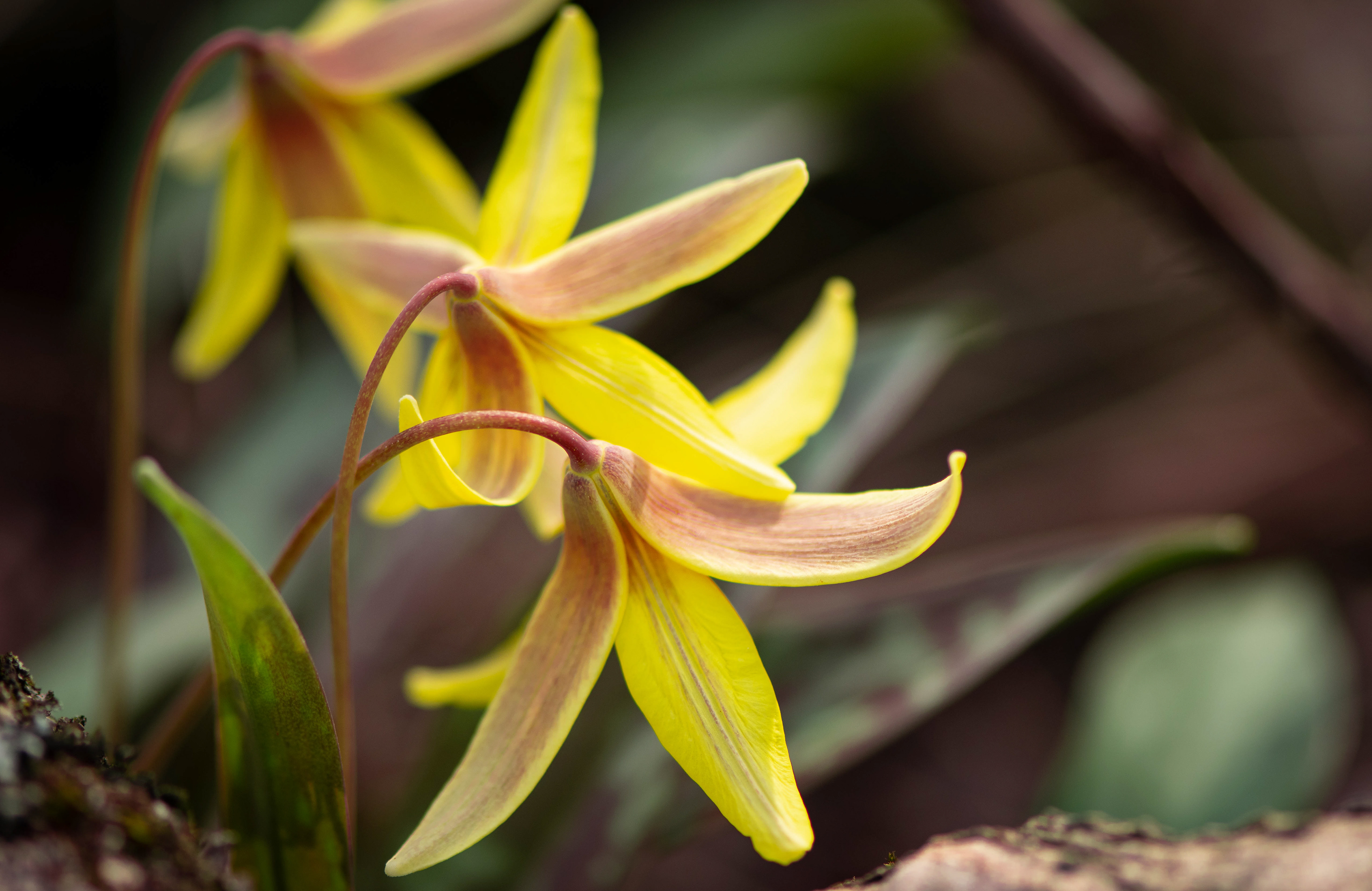 Trout Lily
