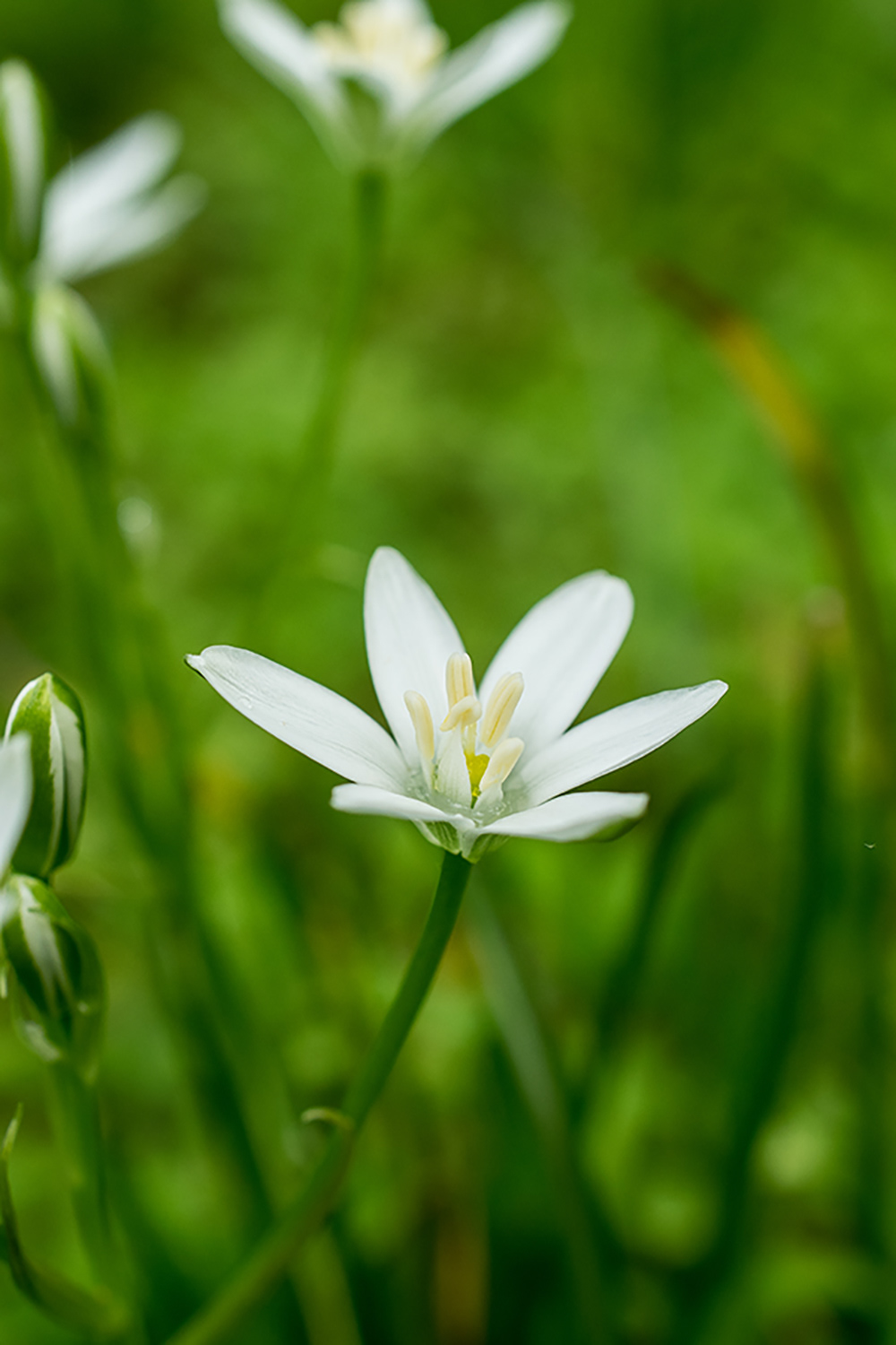 Star of Bethlehem
