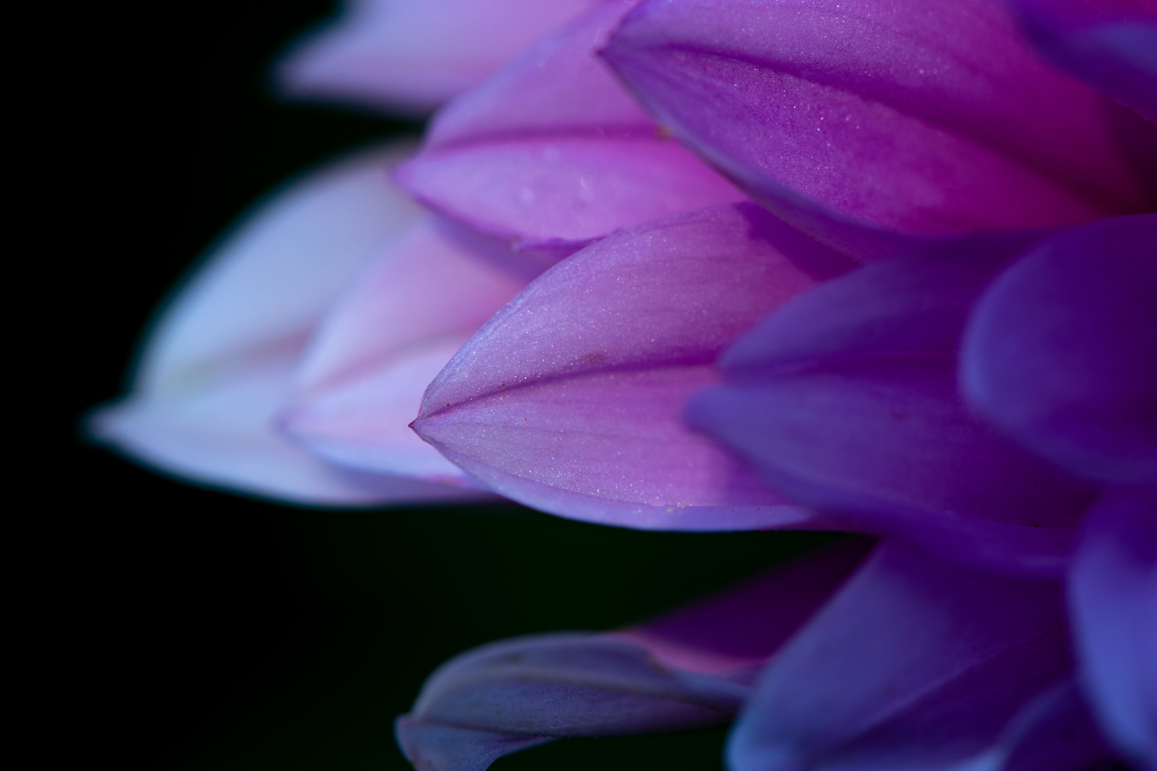 Dahlia