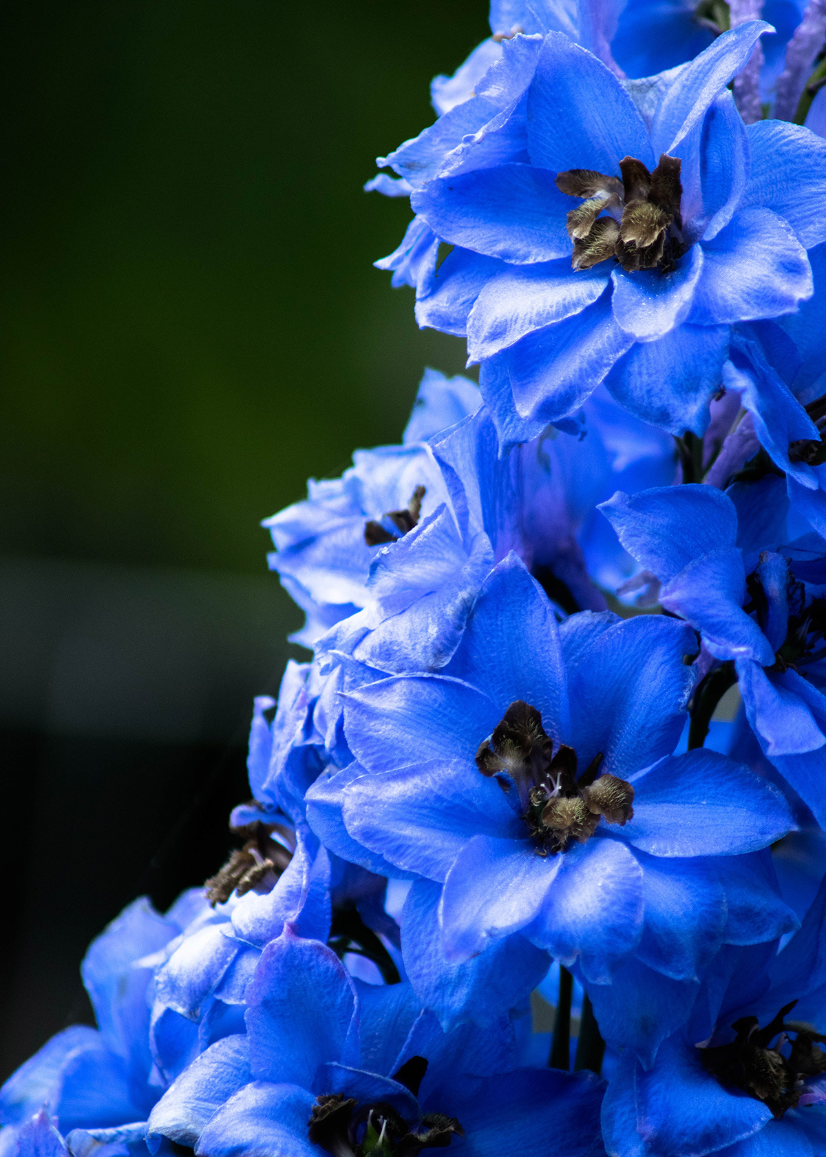 Delphinium