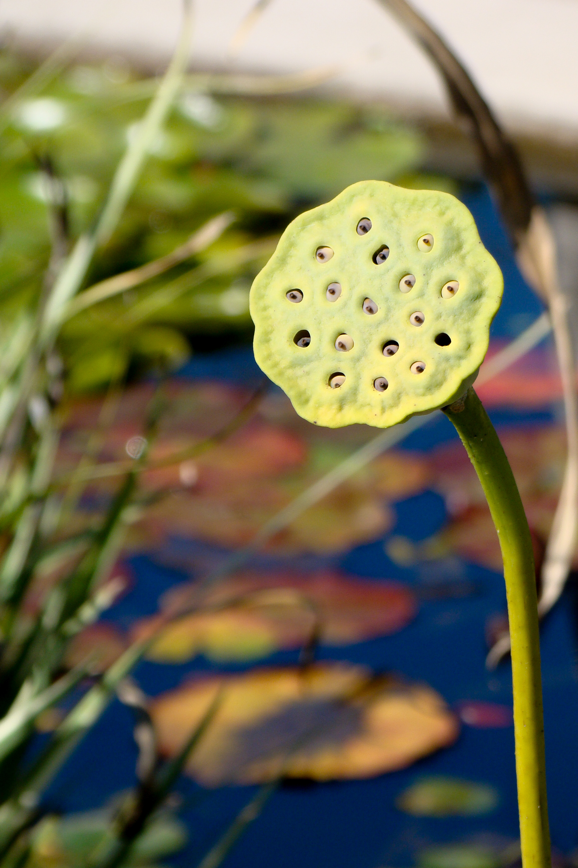 Lotus