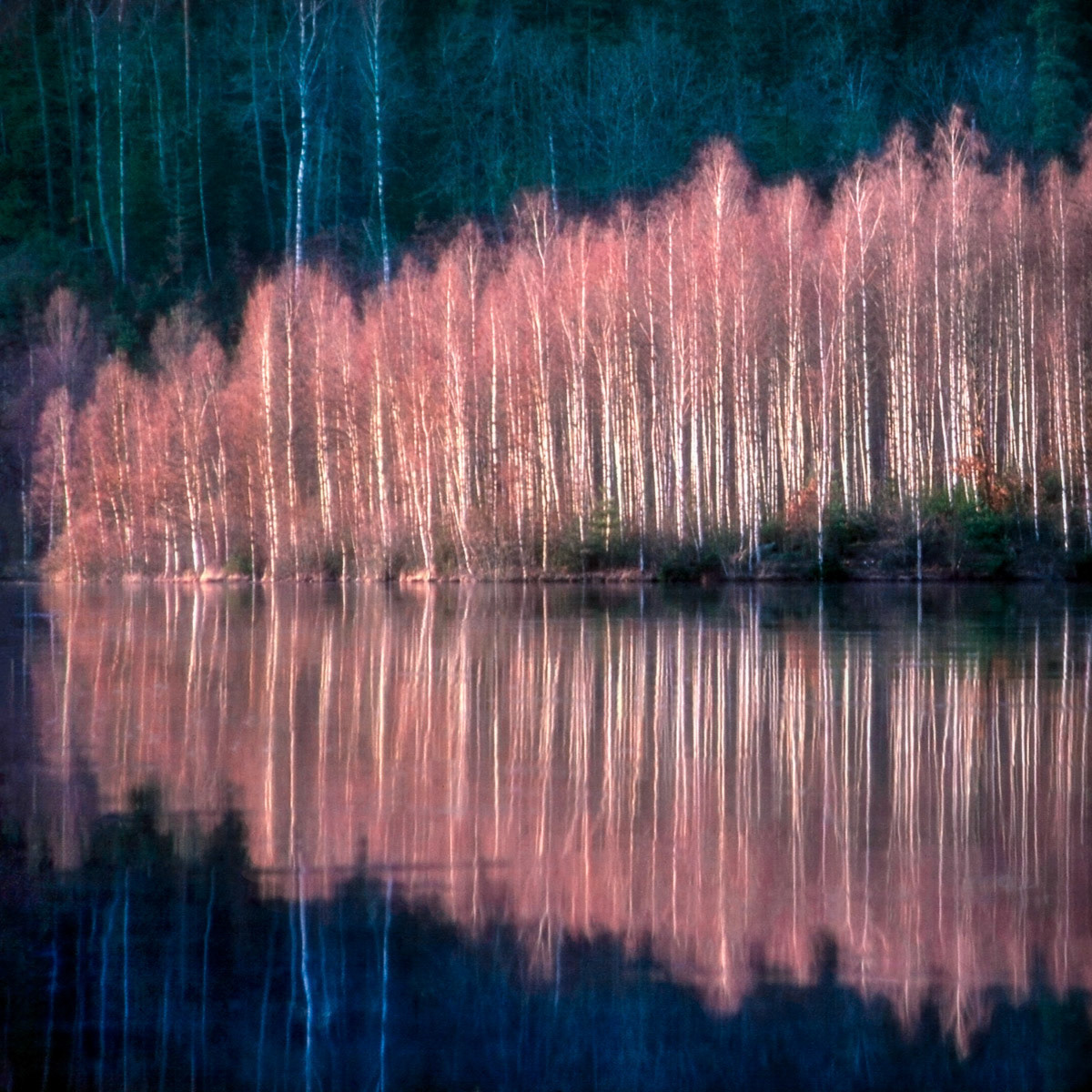 Vinterbjörkar 1