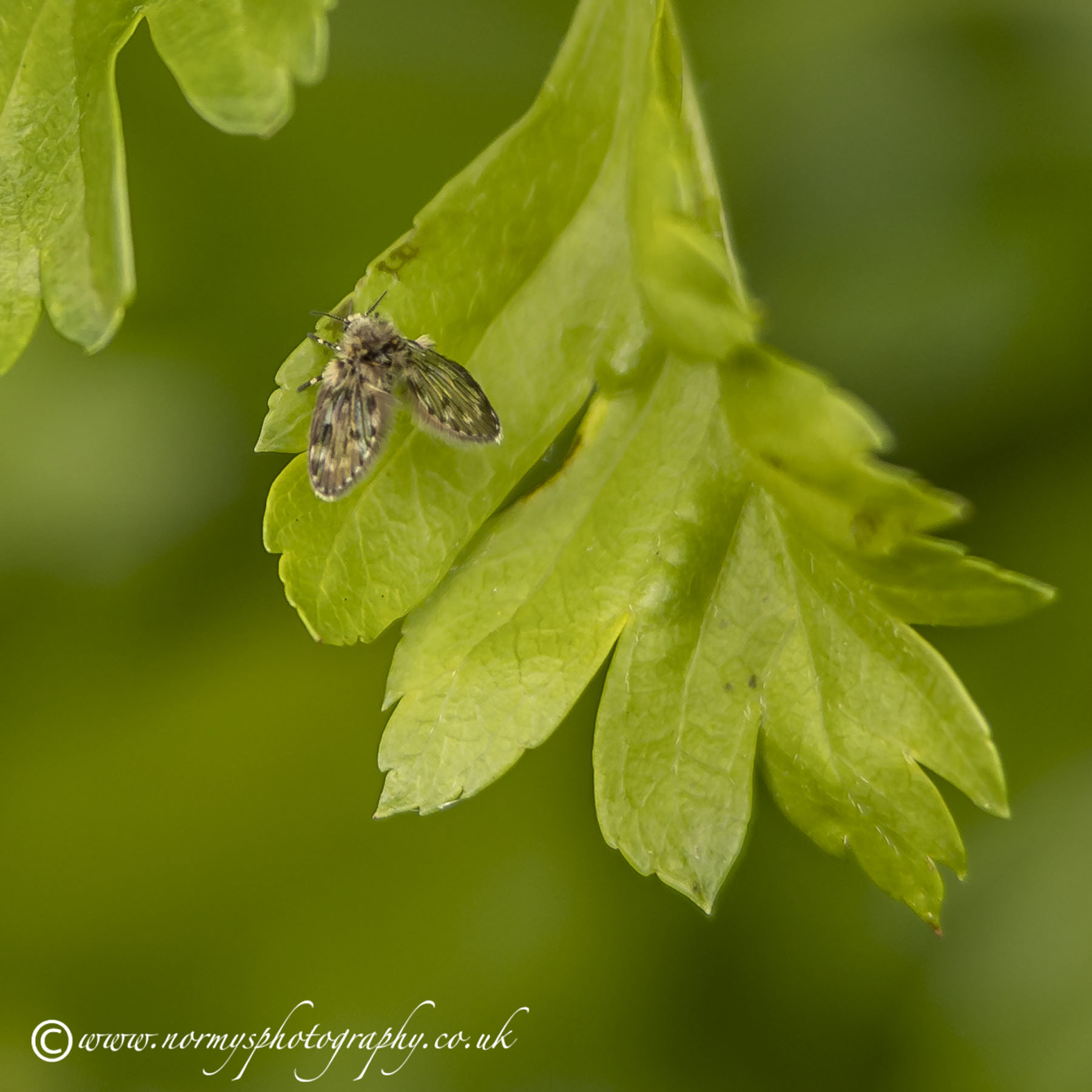Owl midge on a hawthorn leaf