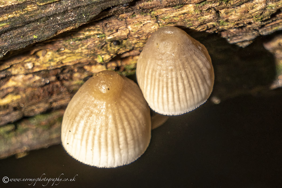 Angels Bonnet