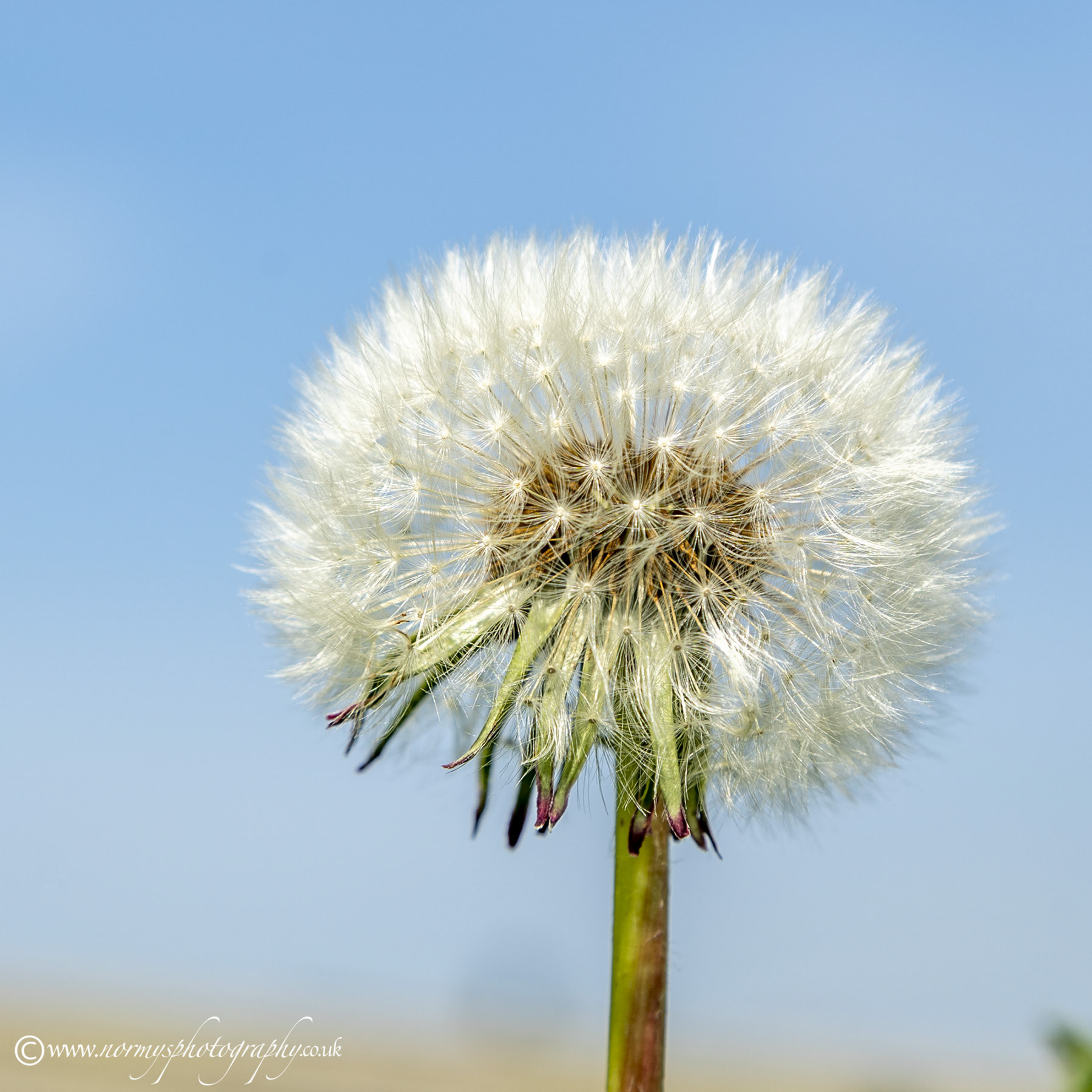 Dandelion seed head