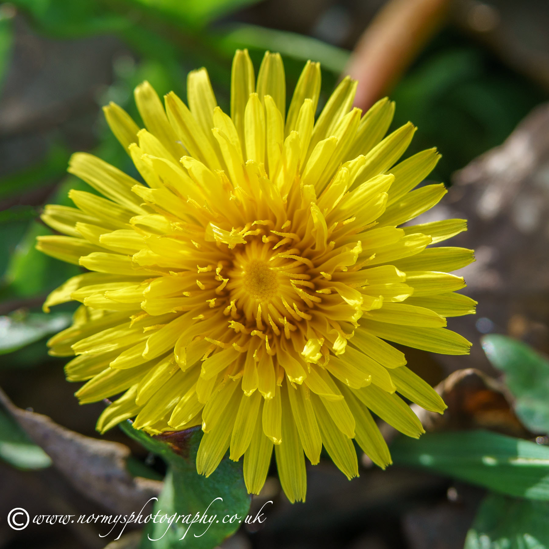 Dandelion