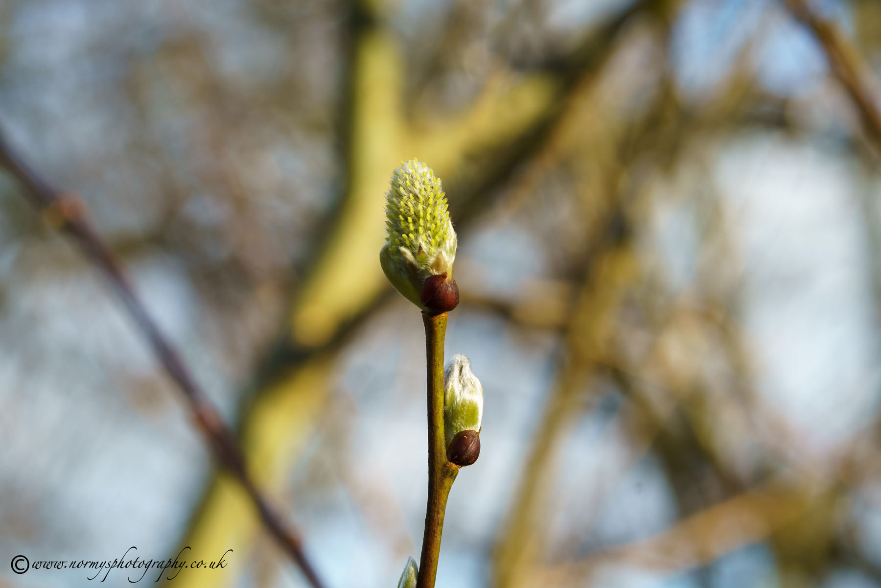 Goat Willow