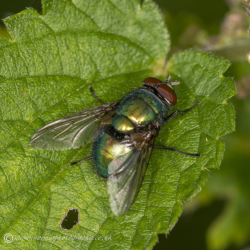 Greenfly - Male