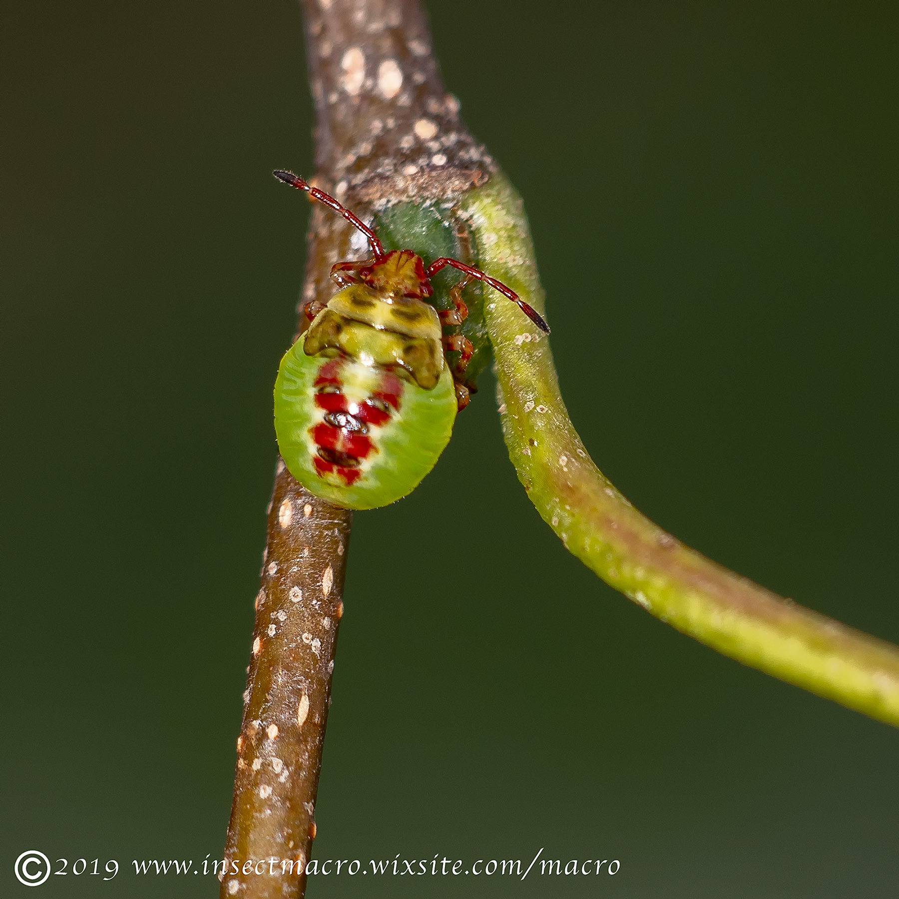 Birch Shieldbug 3rd Instar