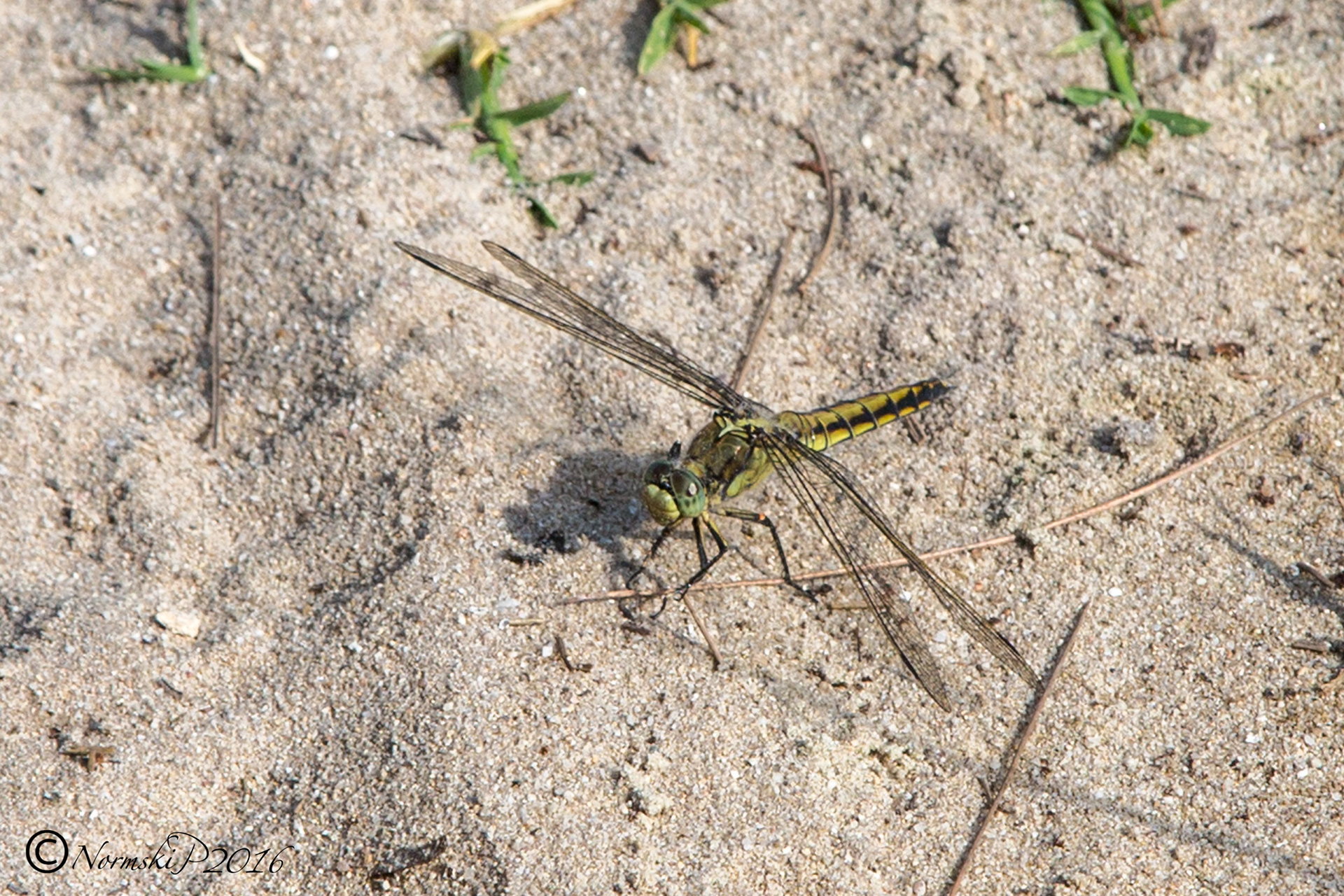 Ruddy Darter