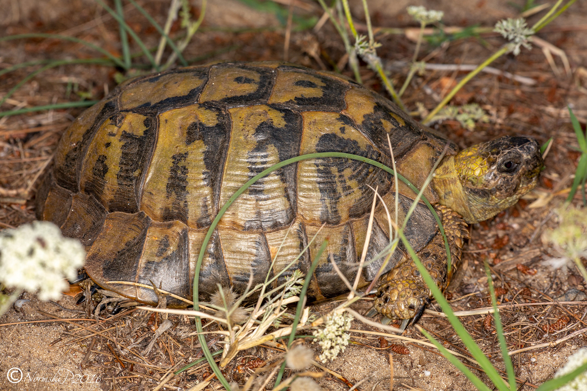A.N. Other Tortoise§