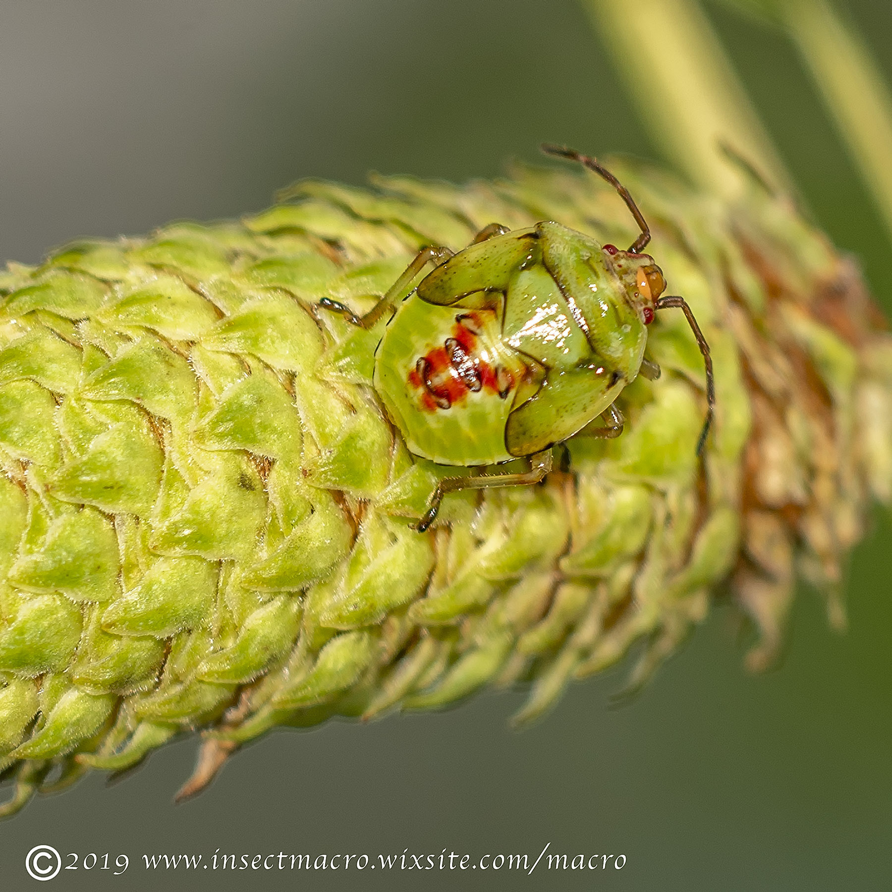 Birch Shieldbug Final Instar