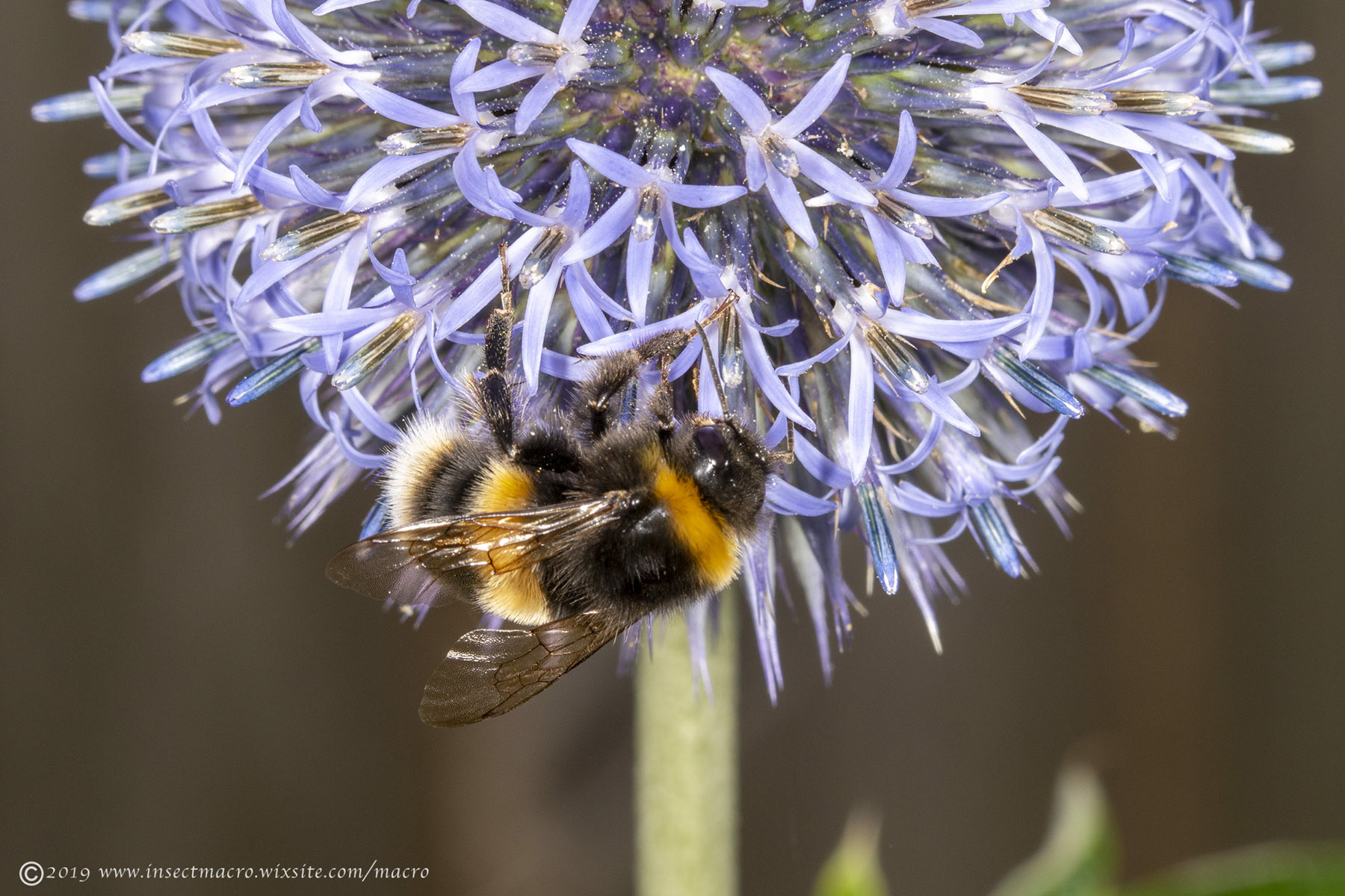 Globe Thistle & Bumble Bee