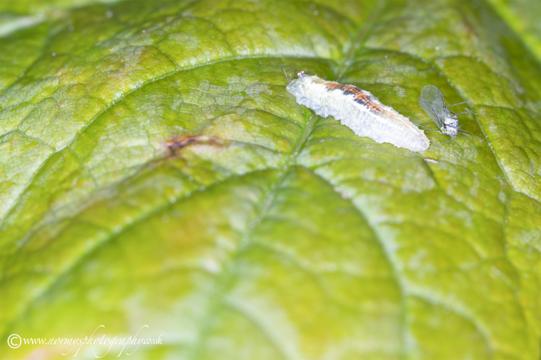 Unknown caterpillar & Bark lice