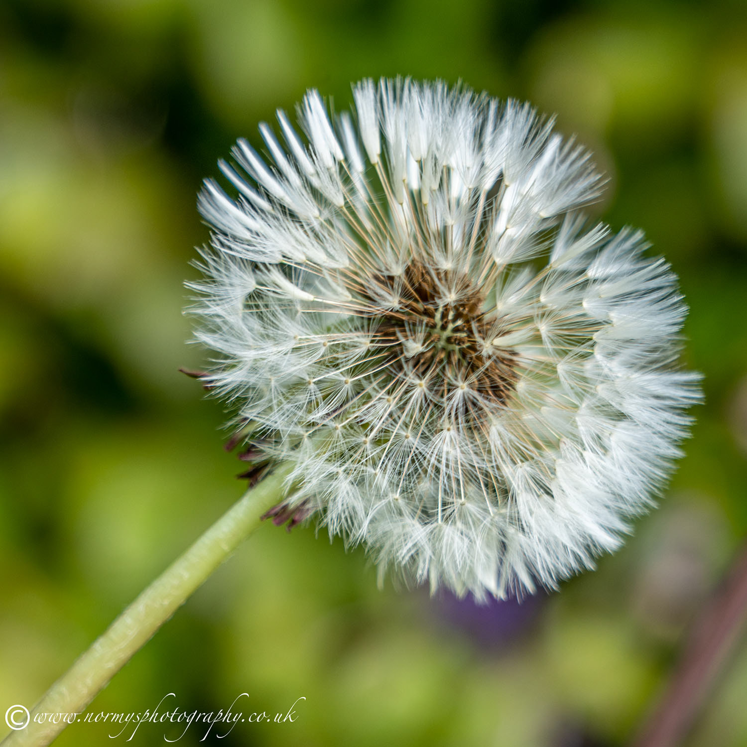 Dandelion
