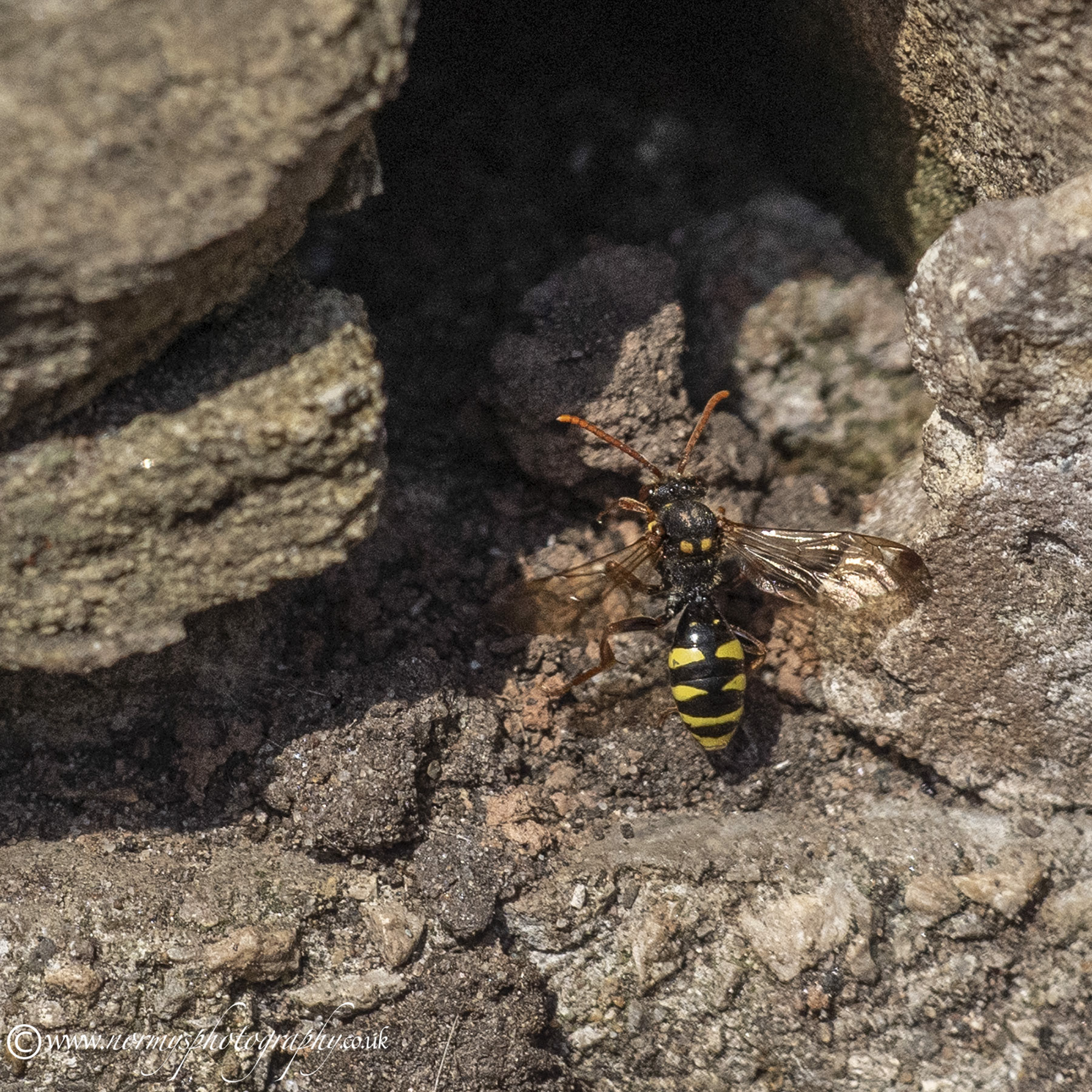 Marsham's Nomad Bee - Nomada marshamella Wasp mimic Bee.