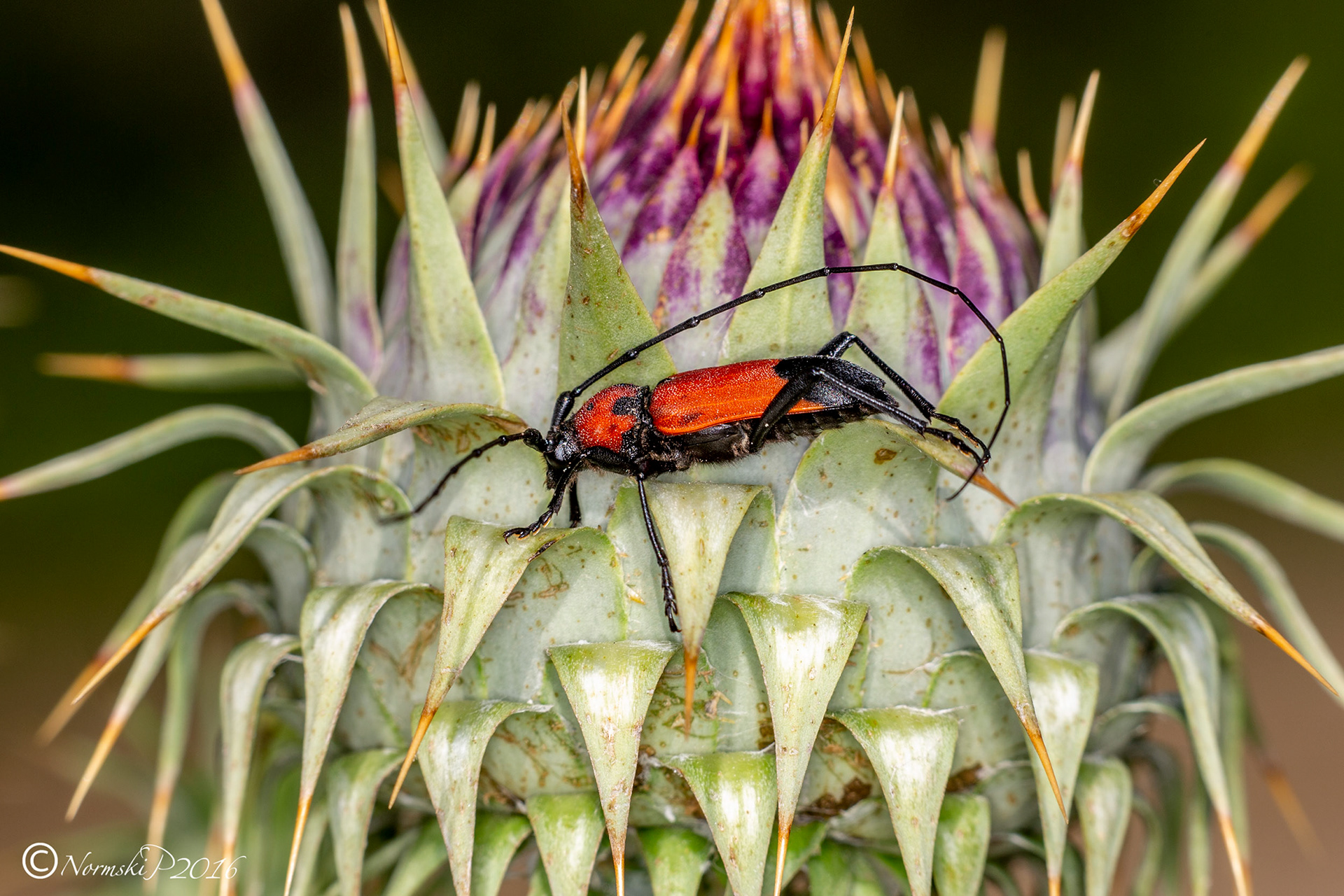 Crossidius coralinus fulgidus