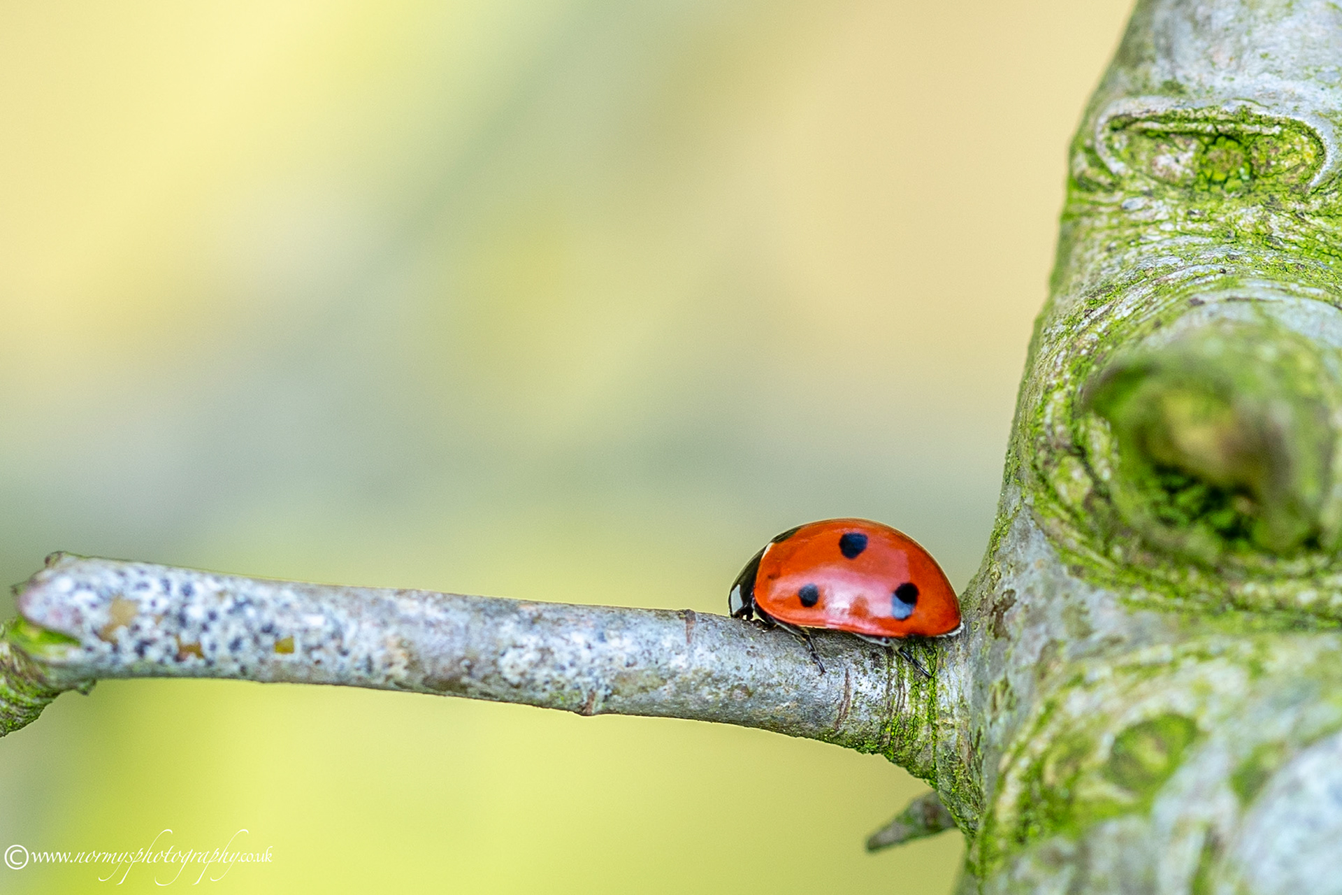 7 spot ladybird