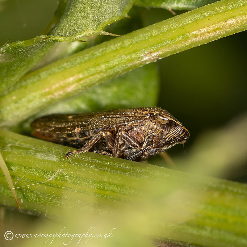 Alder Spittle Bug