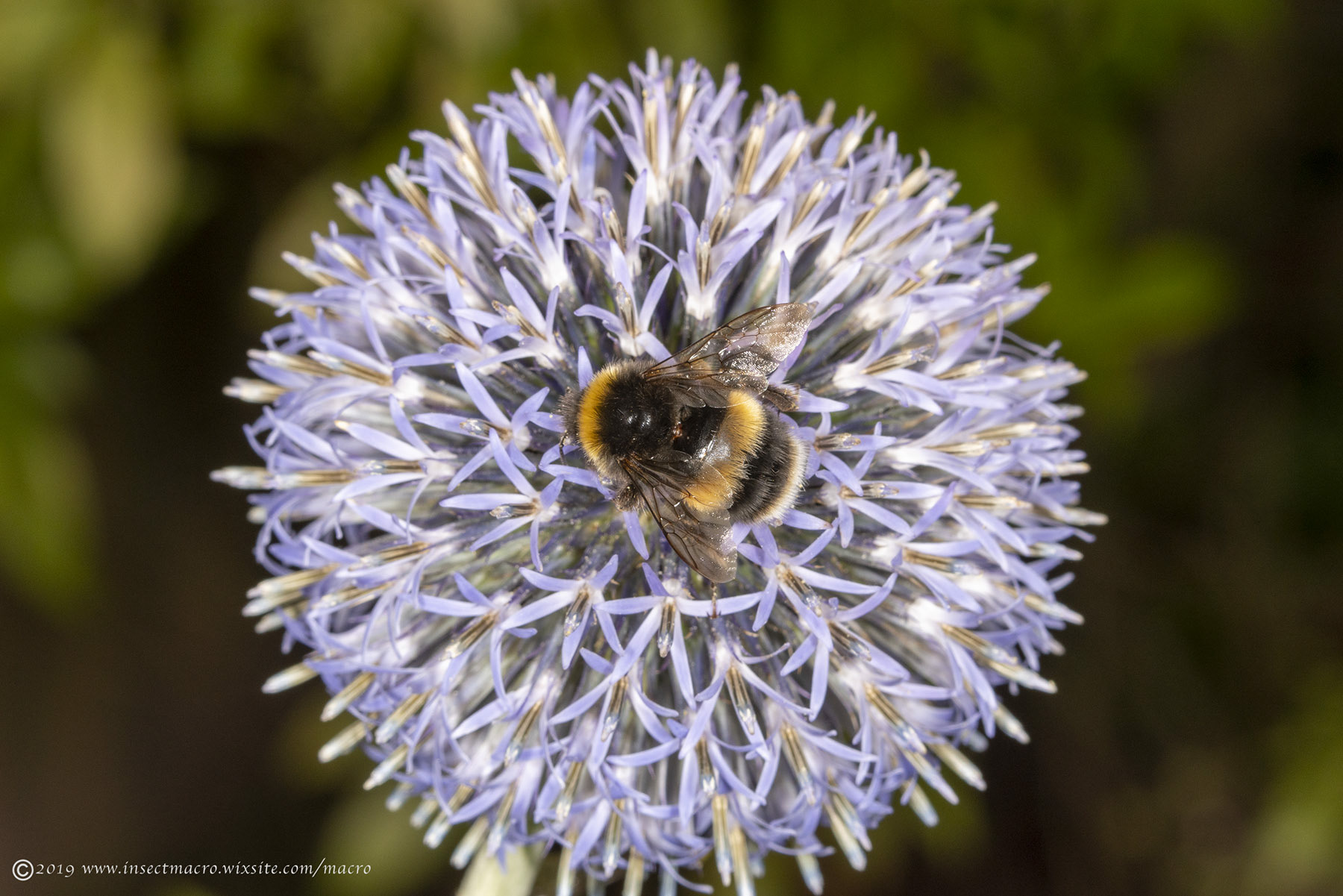 Globe Thistle & Bumble Bee
