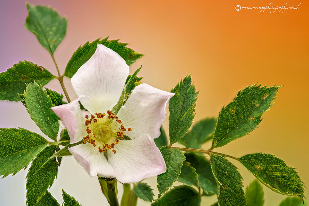 Dog Rose